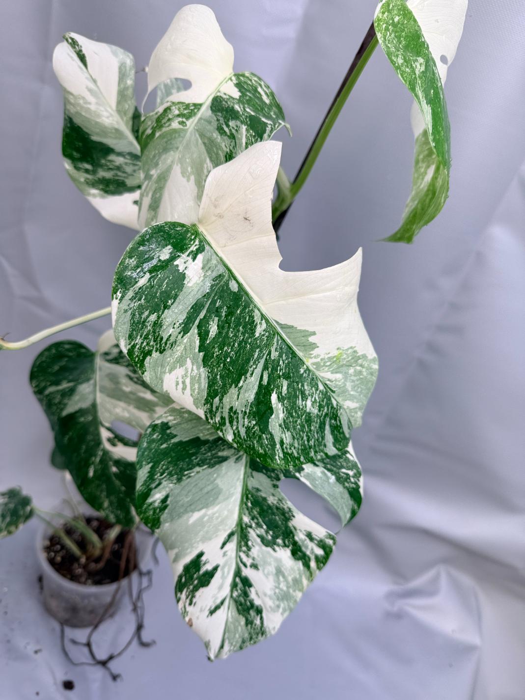Monstera Albo Variegata con striature stupende 7