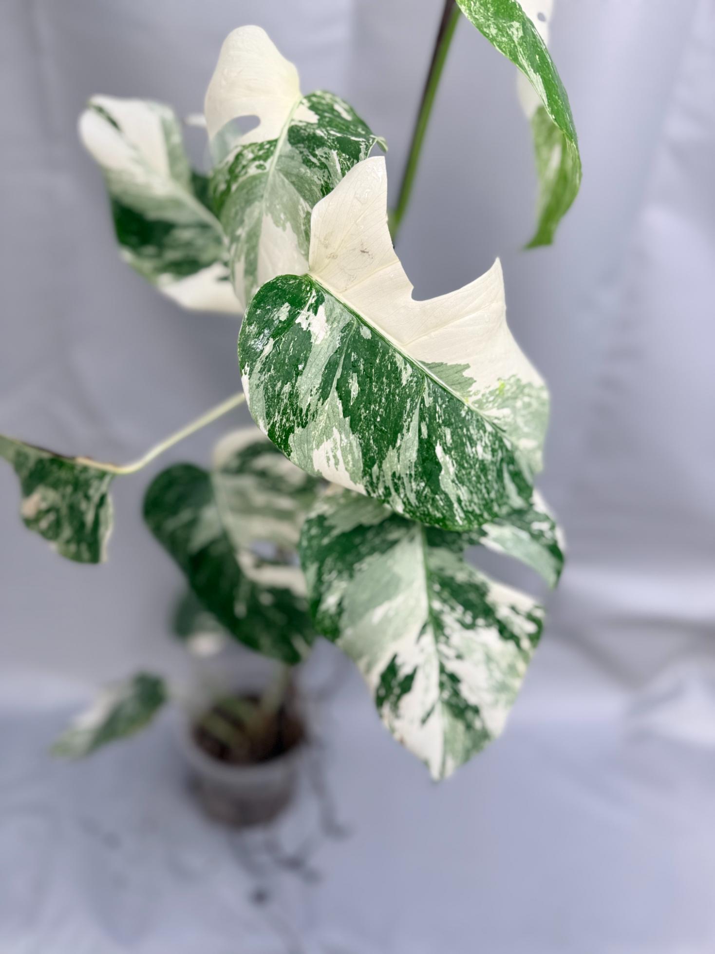 Monstera Albo Variegata con striature stupende 8