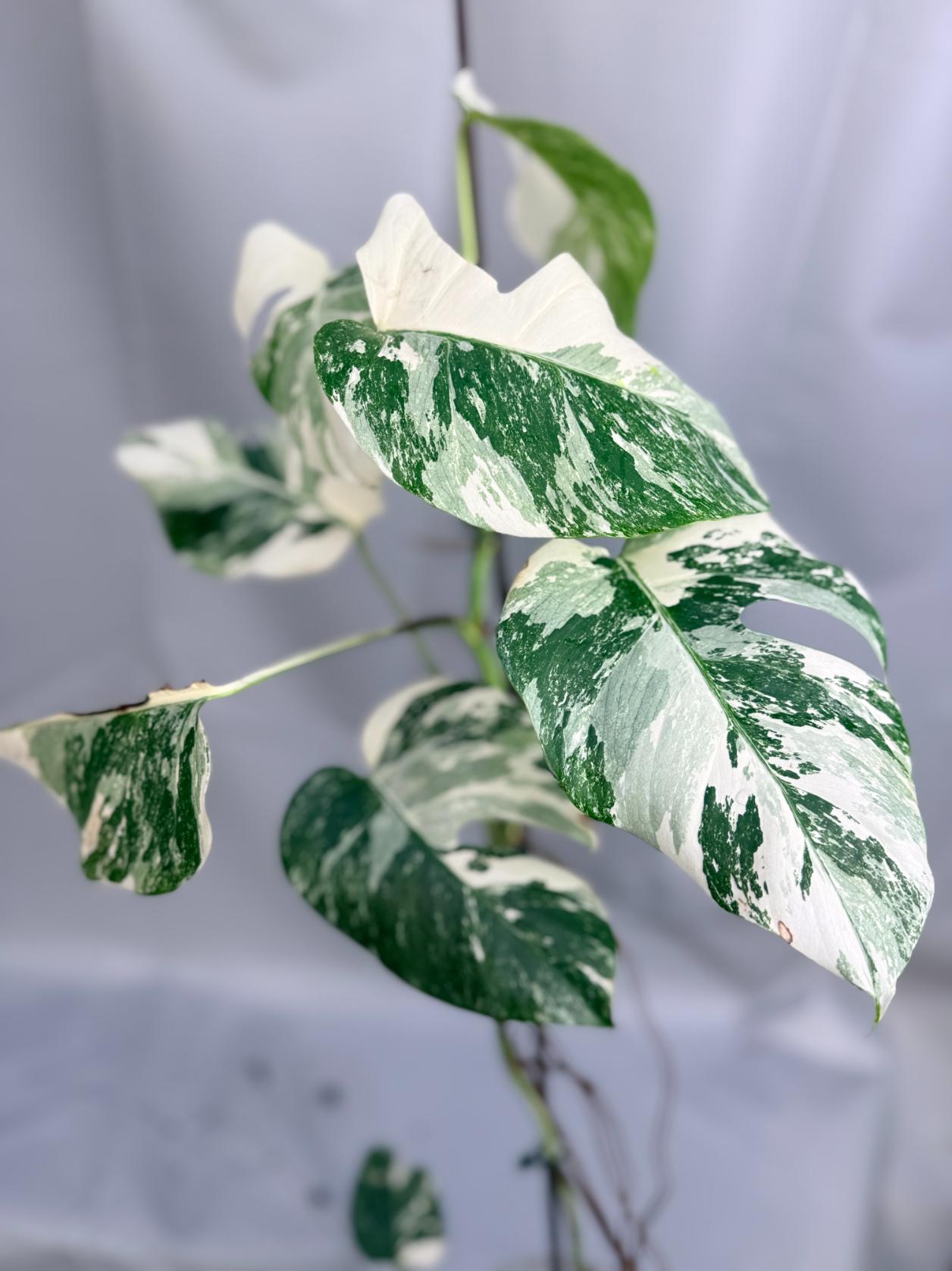 Monstera Albo Variegata con striature stupende 9