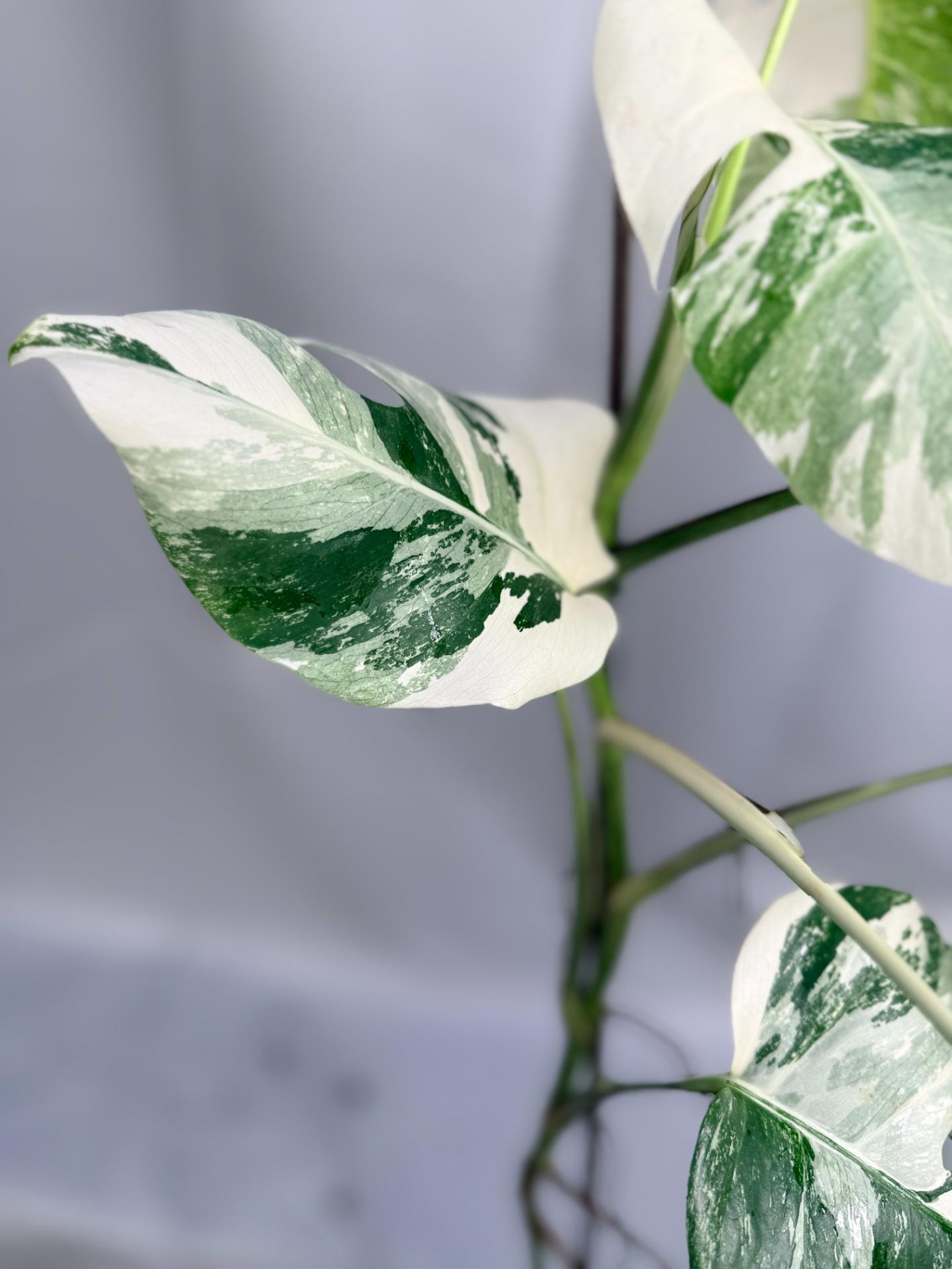 Monstera Albo Variegata con striature stupende 10