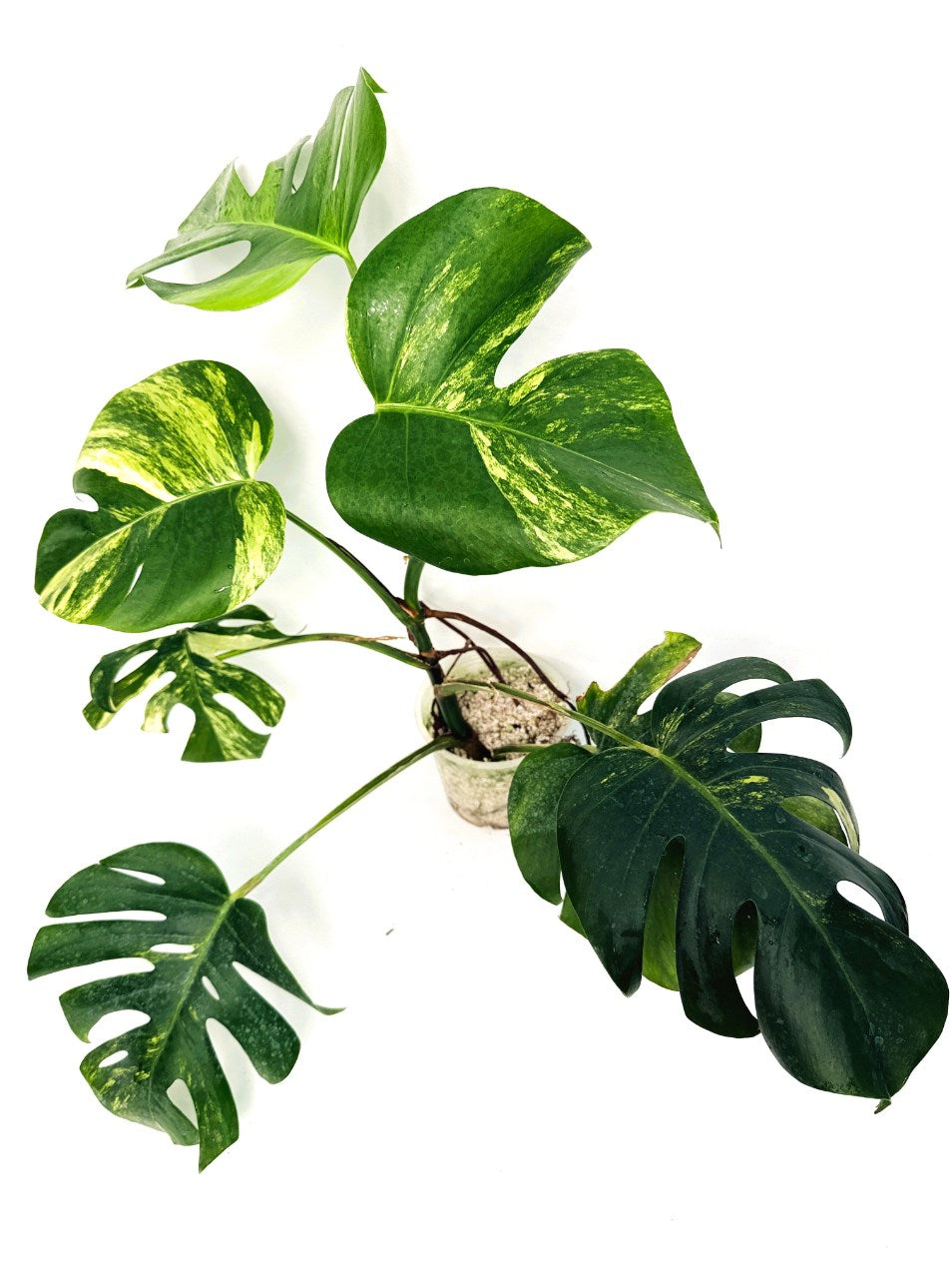 Monstera_variegata_aurea