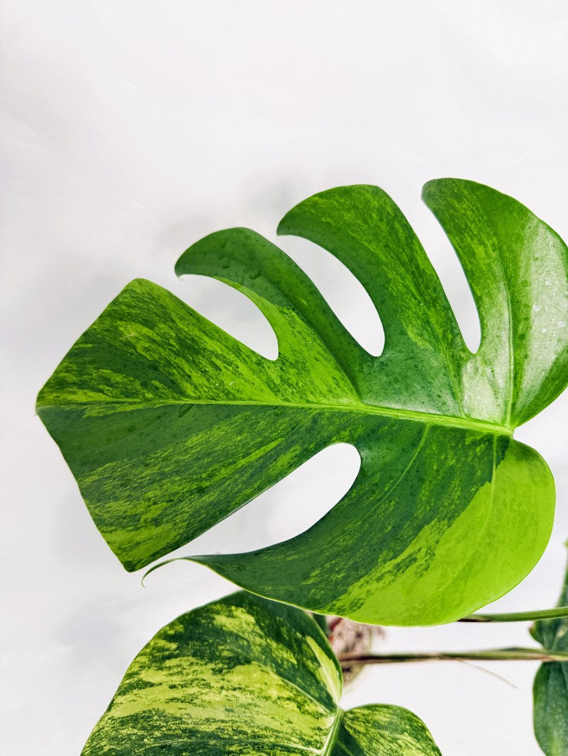 Monstera_variegata_aurea