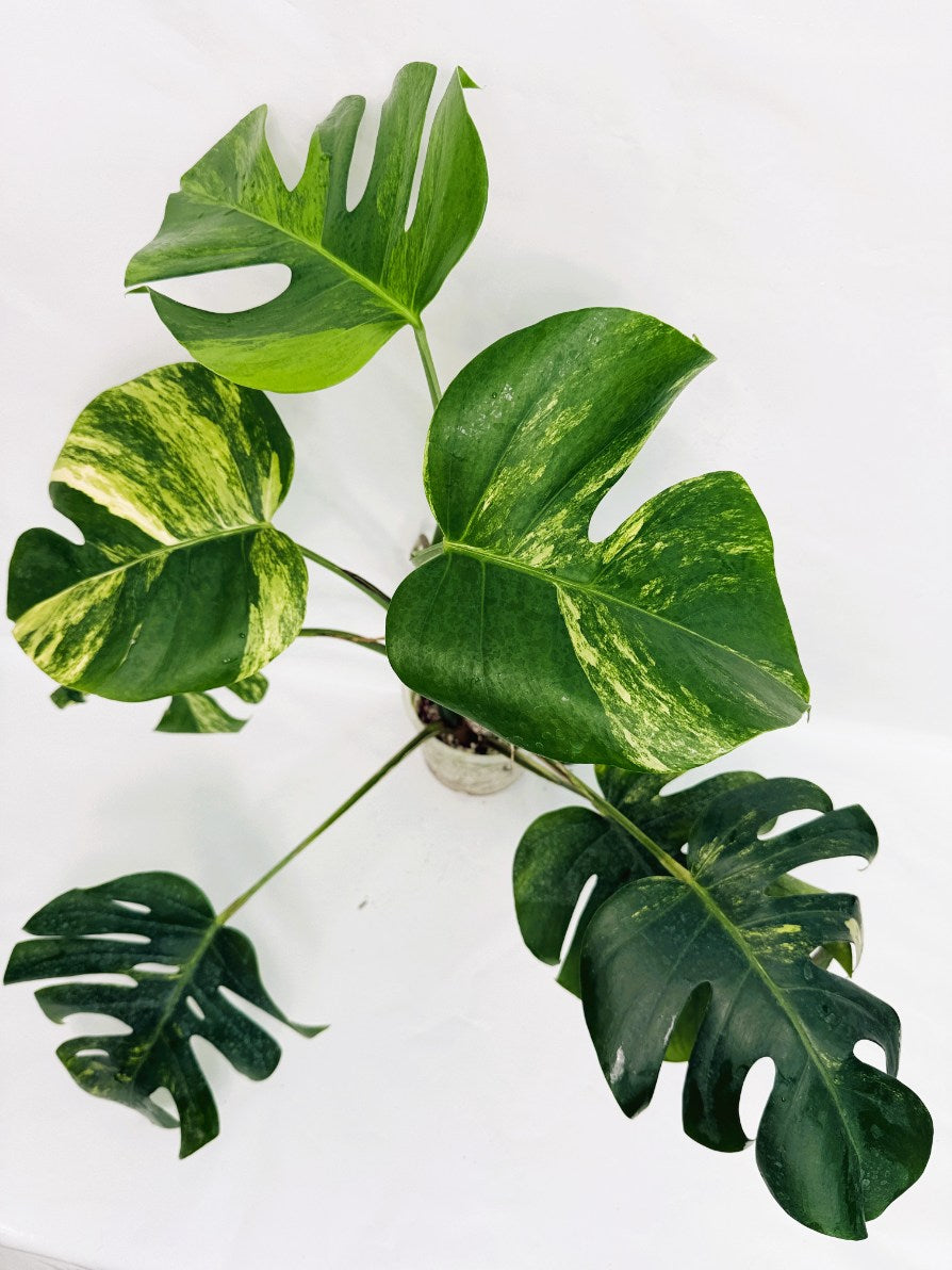 Monstera_variegata_aurea