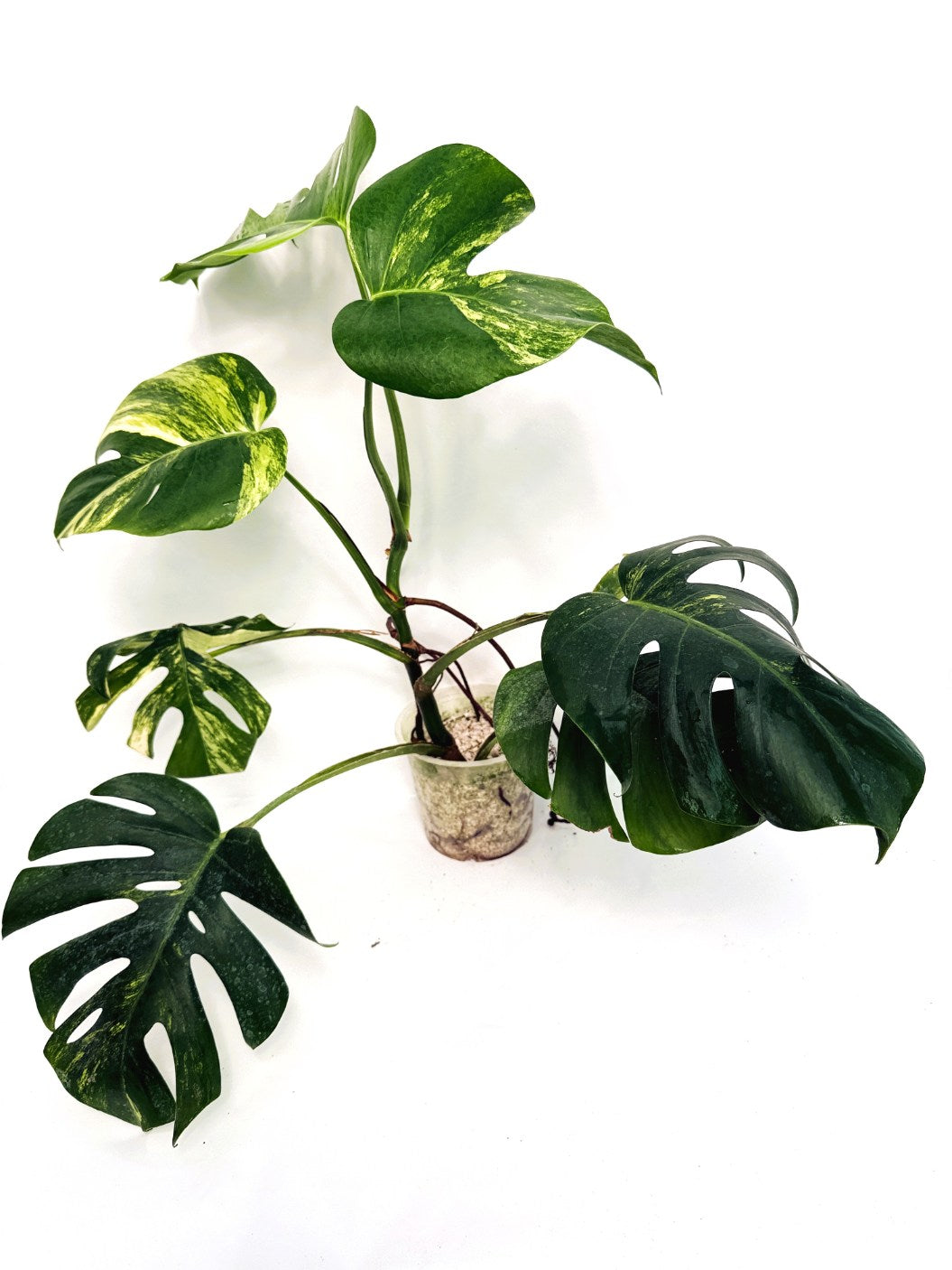 Monstera_variegata_aurea