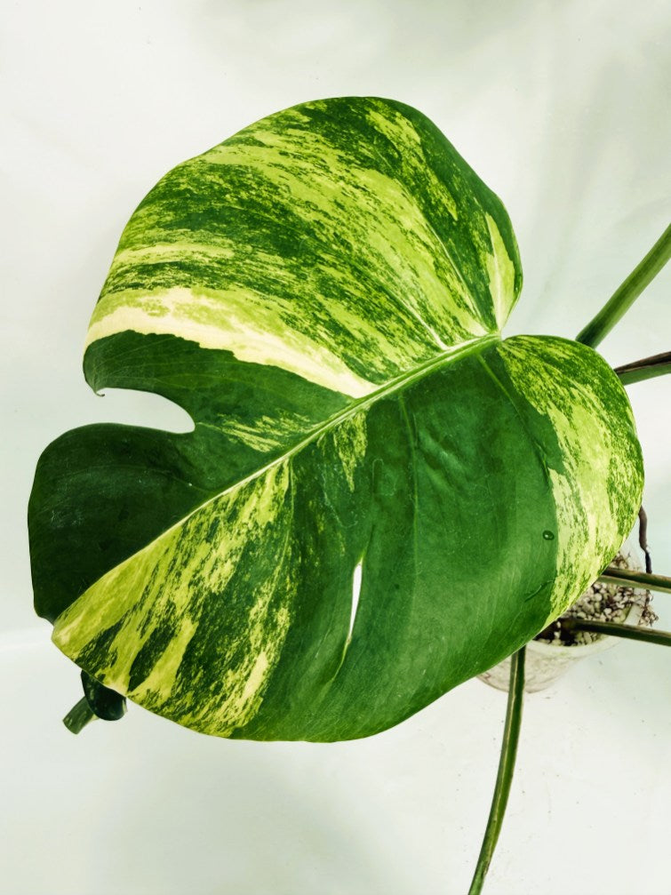 Monstera_variegata_aurea