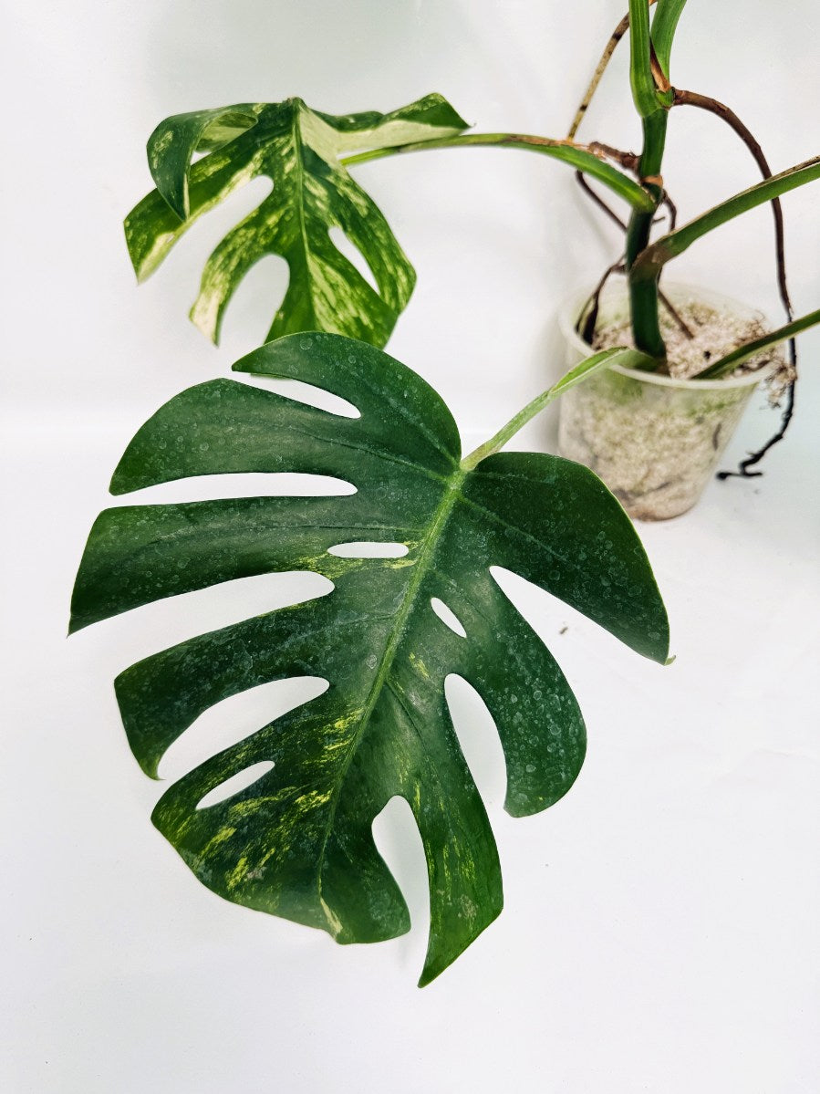 Monstera_variegata_aurea