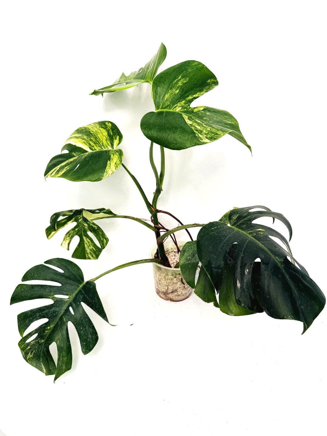 Monstera_variegata_aurea