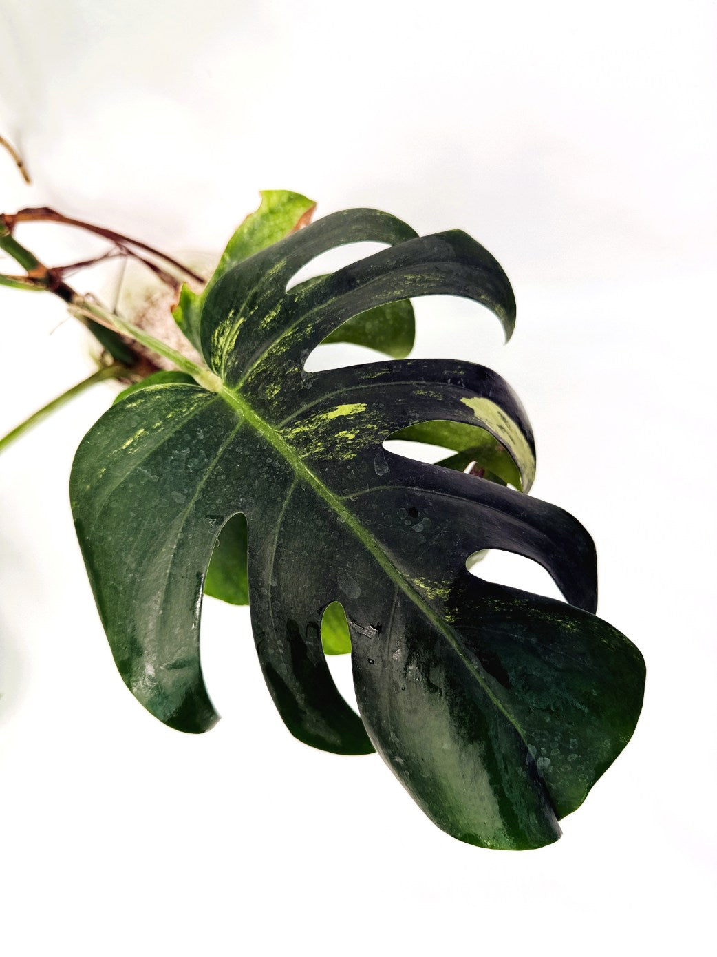 Monstera_variegata_aurea