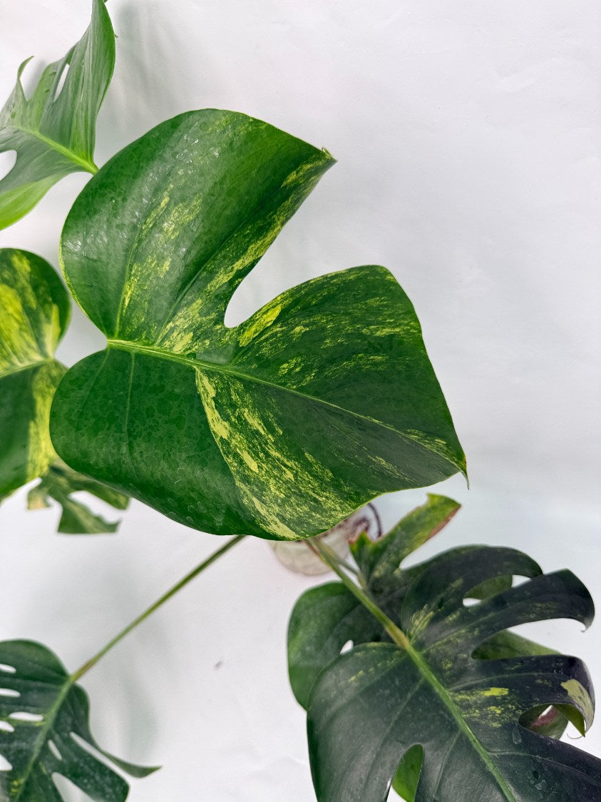 Monstera_variegata_aurea