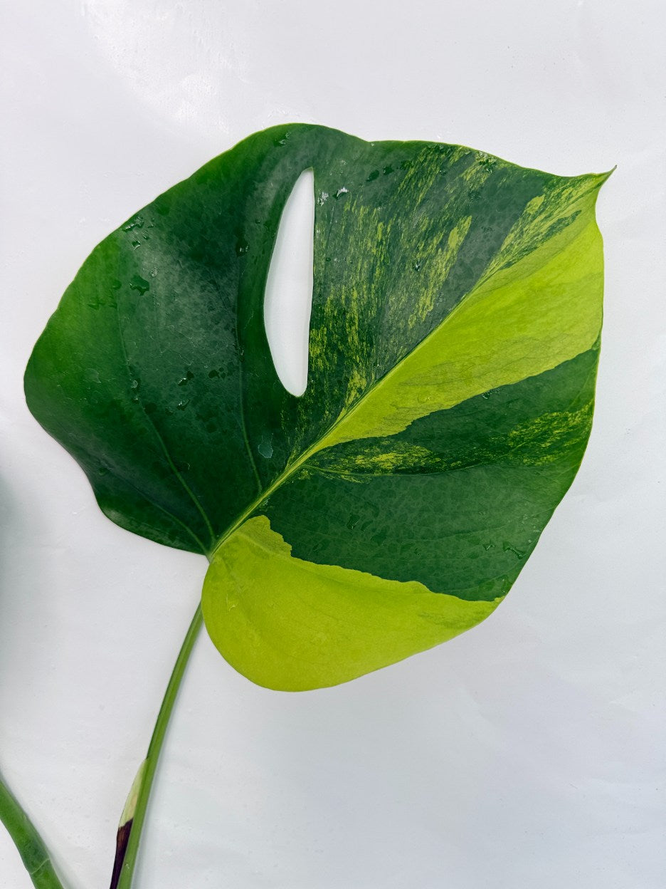 Monstera_variegata_aurea