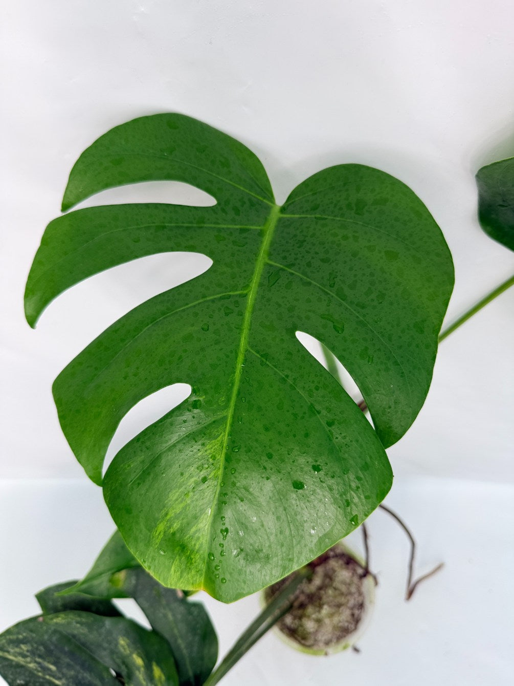 Monstera_variegata_aurea
