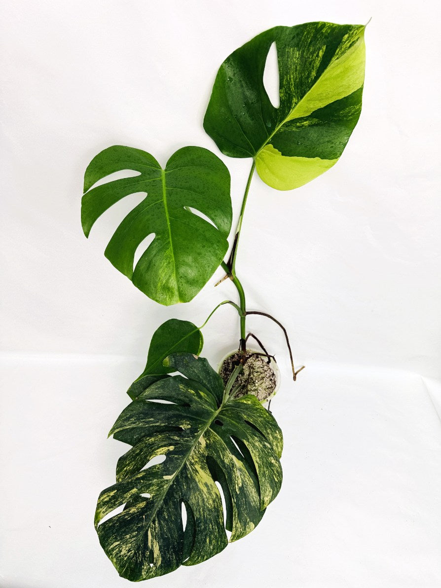 Monstera_variegata_aurea