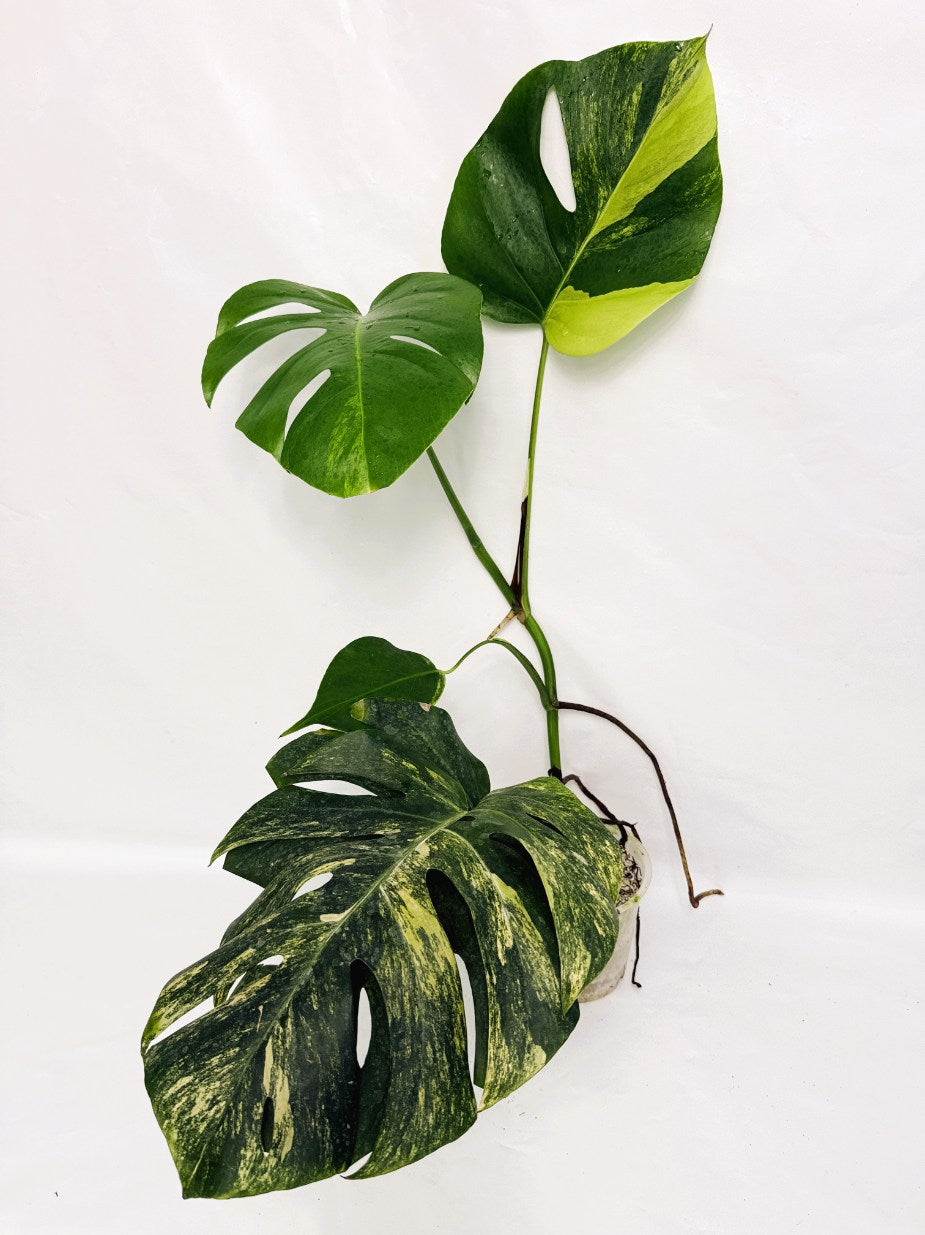 Monstera_variegata_aurea