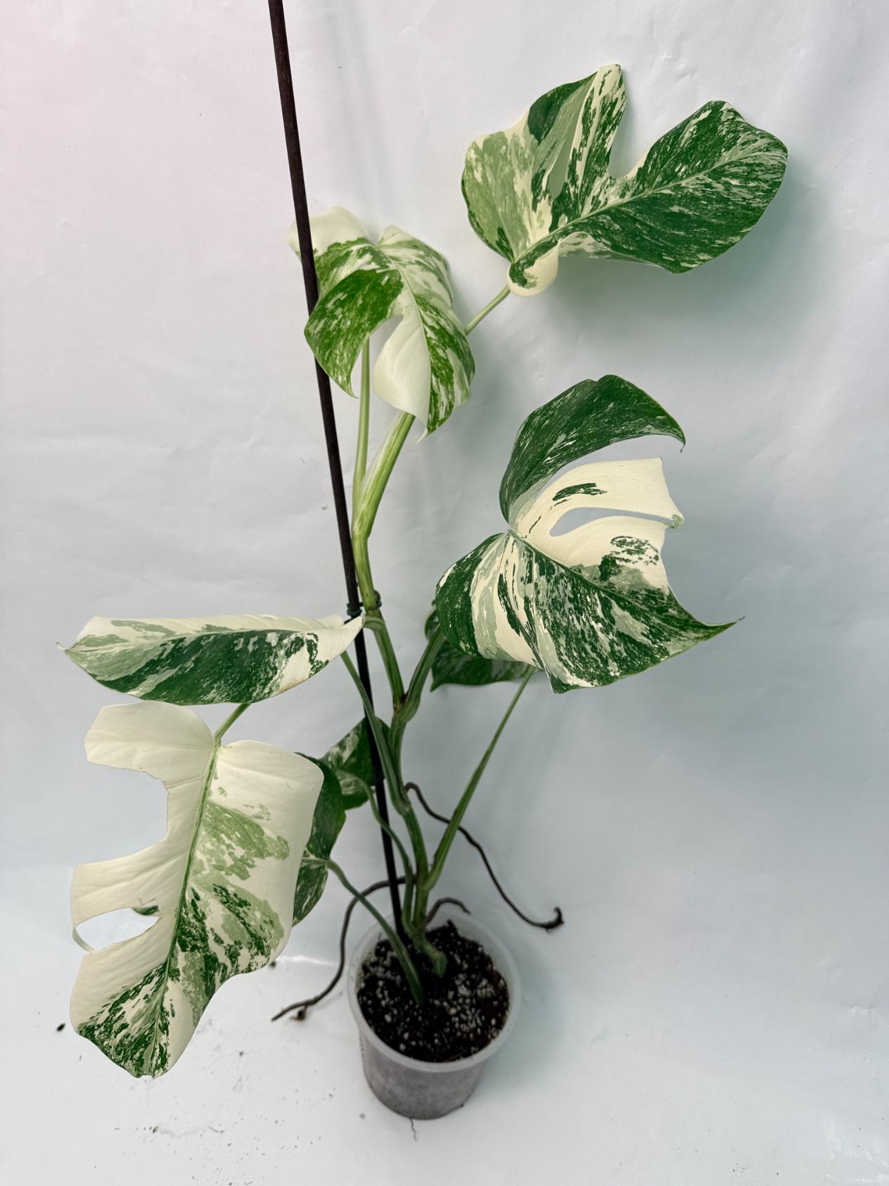 Monstera Deliciosa Albo variegata 