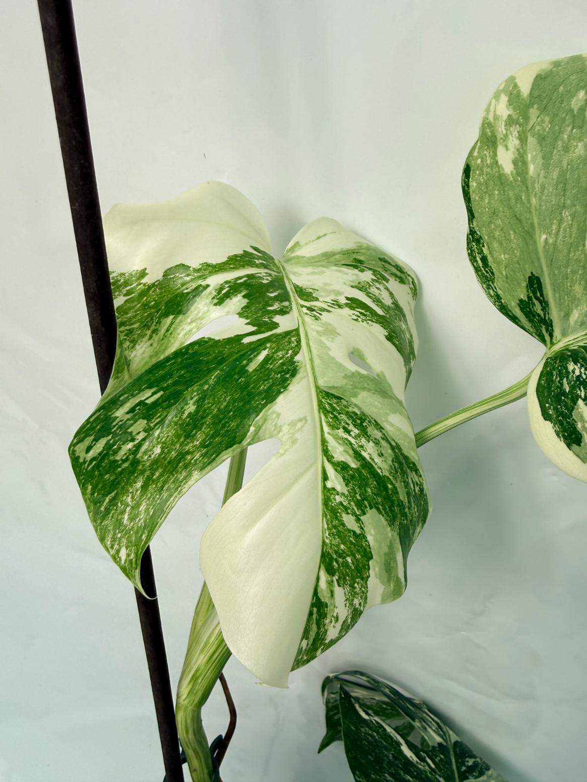 Monstera Deliciosa Albo variegata 