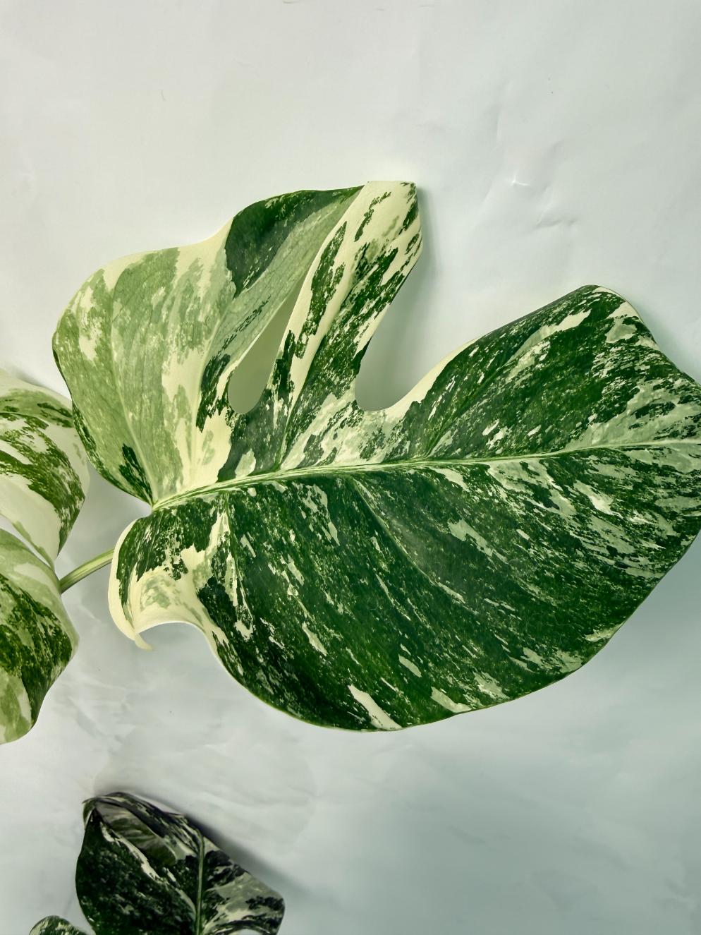 Monstera Deliciosa Albo variegata 