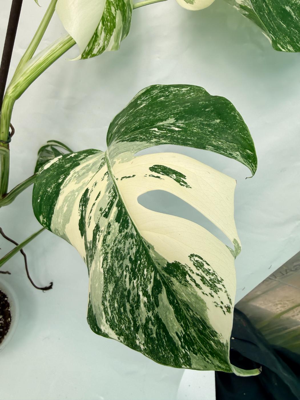 Monstera Deliciosa Albo variegata 