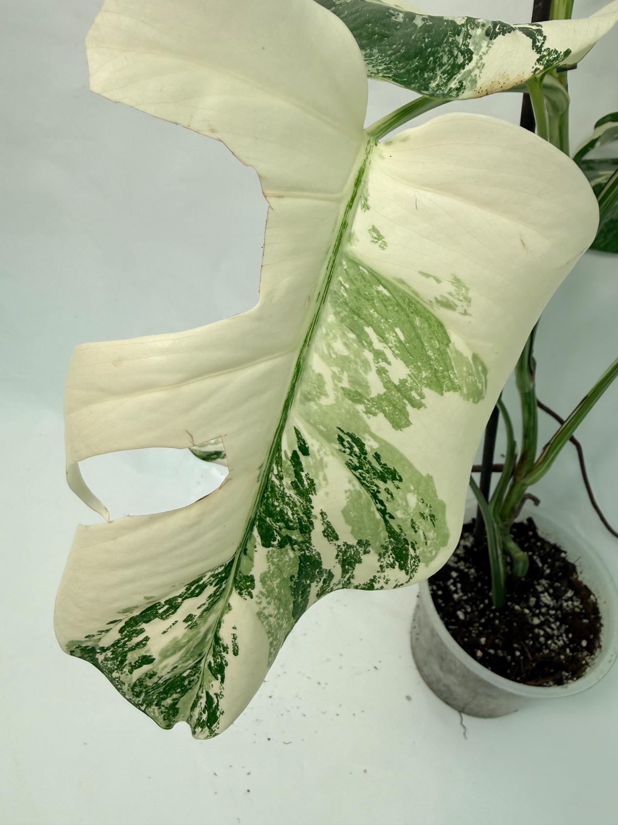 Monstera Deliciosa Albo variegata 