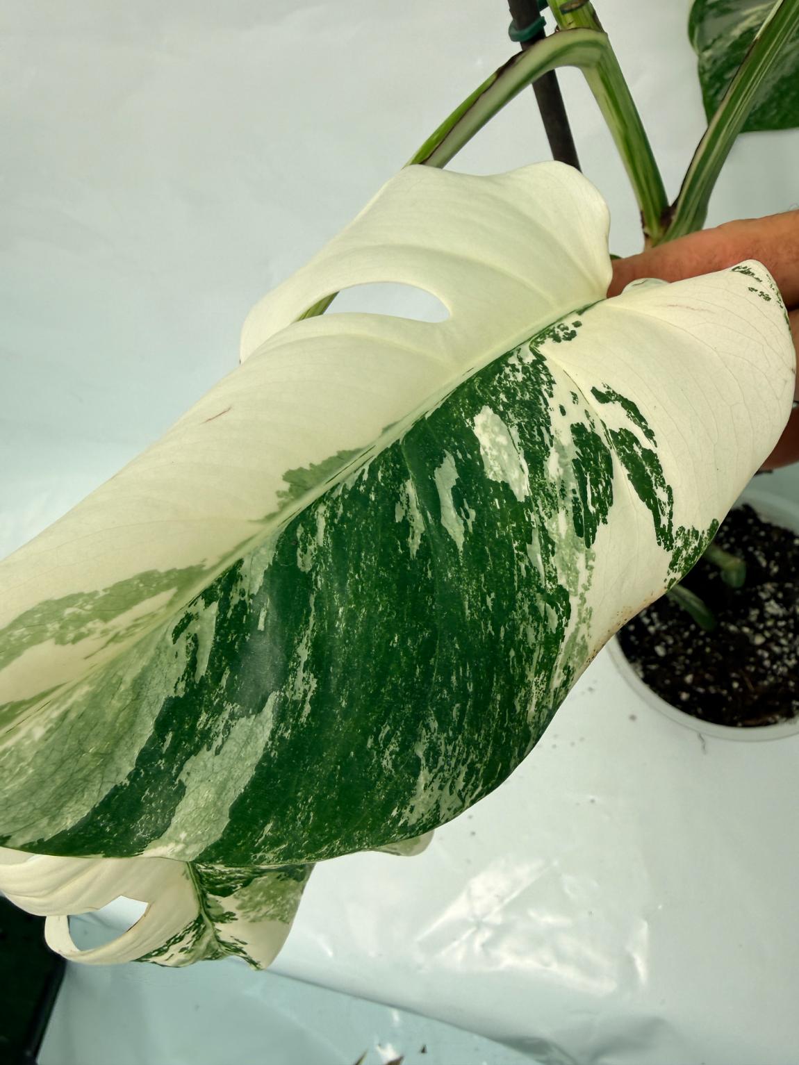 Monstera Deliciosa Albo variegata 