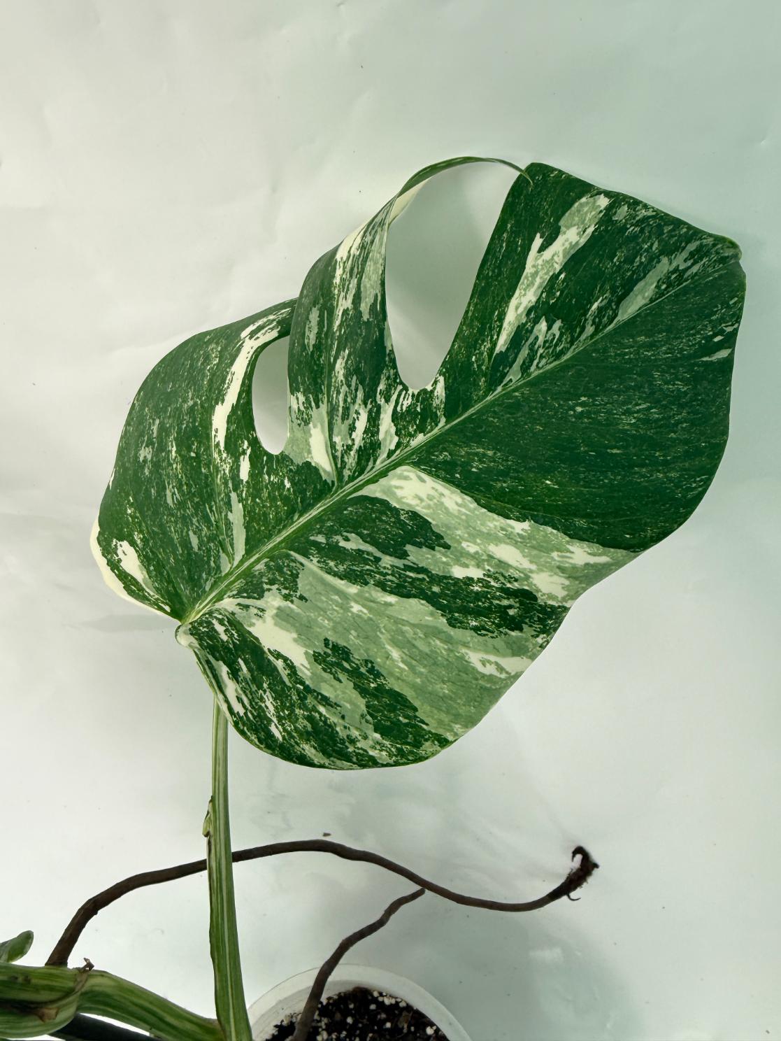 Monstera Deliciosa Albo variegata 