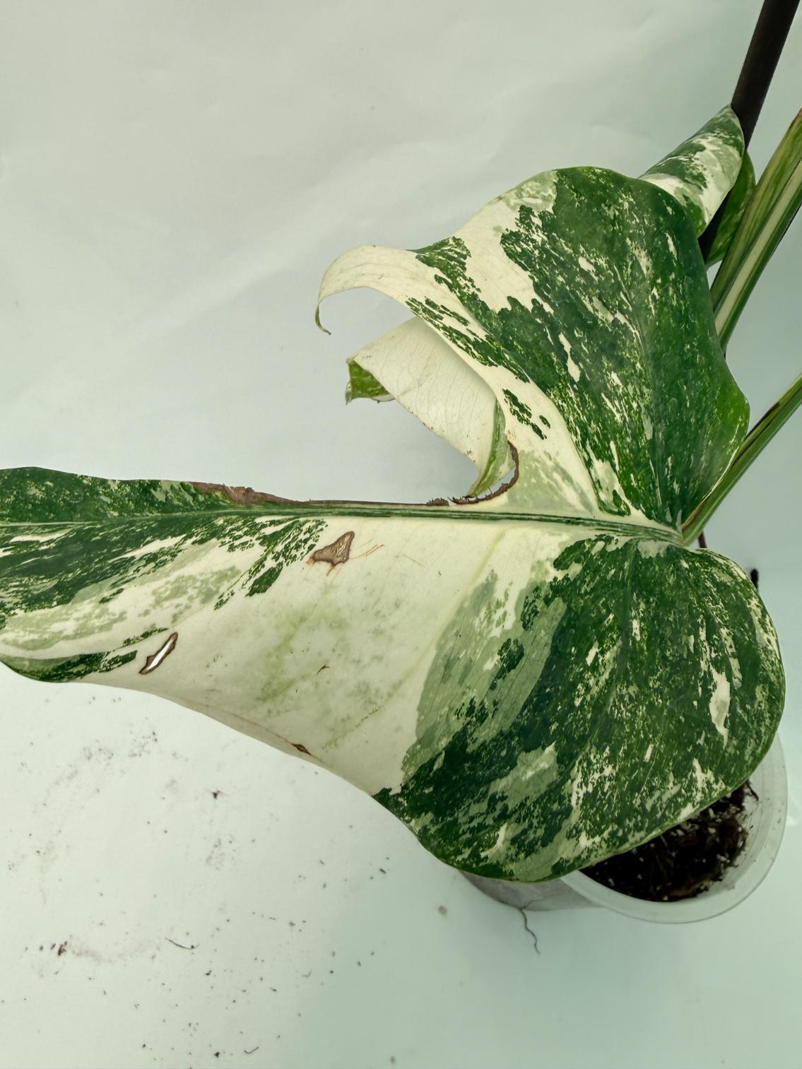 Monstera Deliciosa Albo variegata 