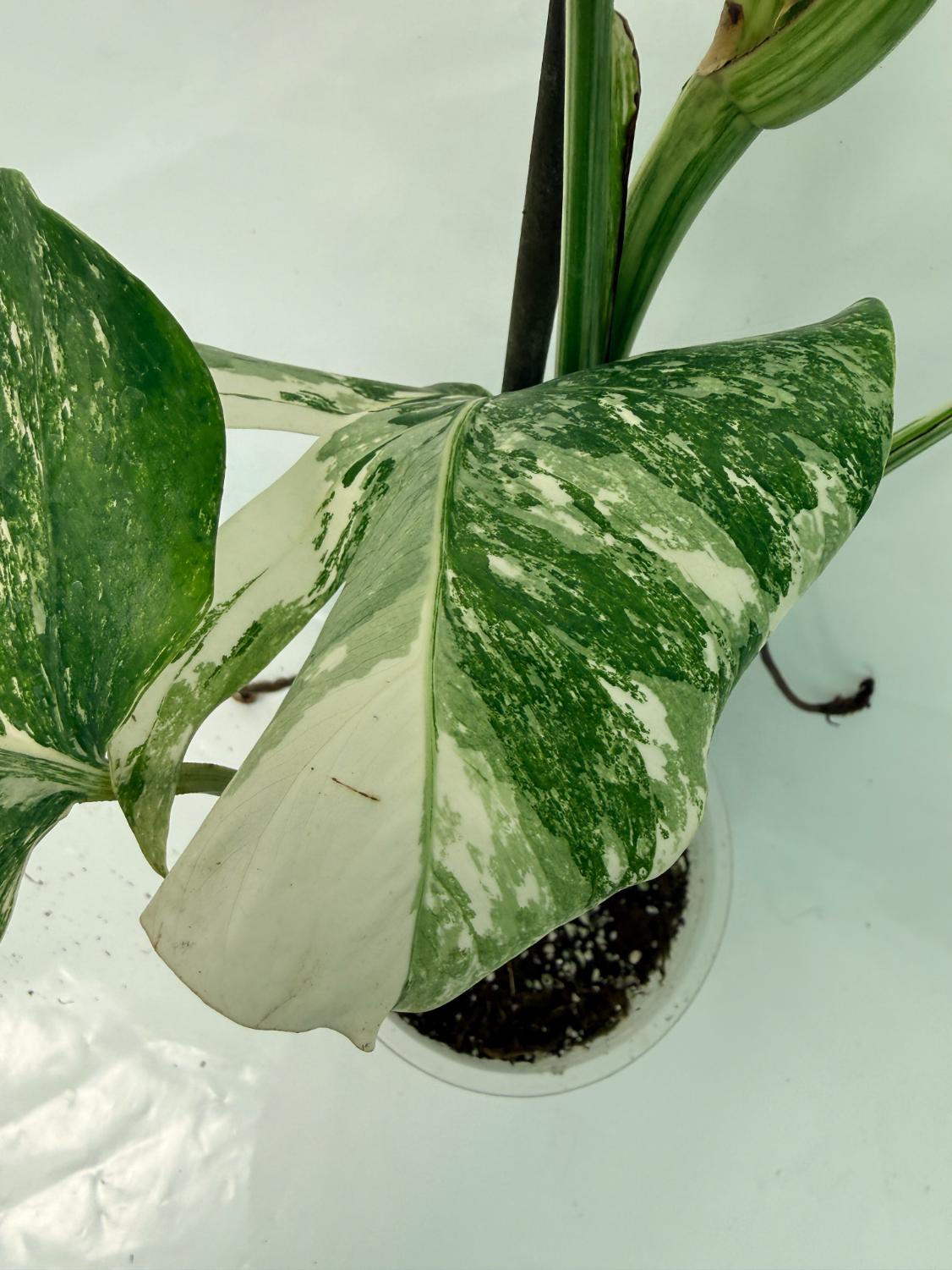 Monstera Deliciosa Albo variegata 