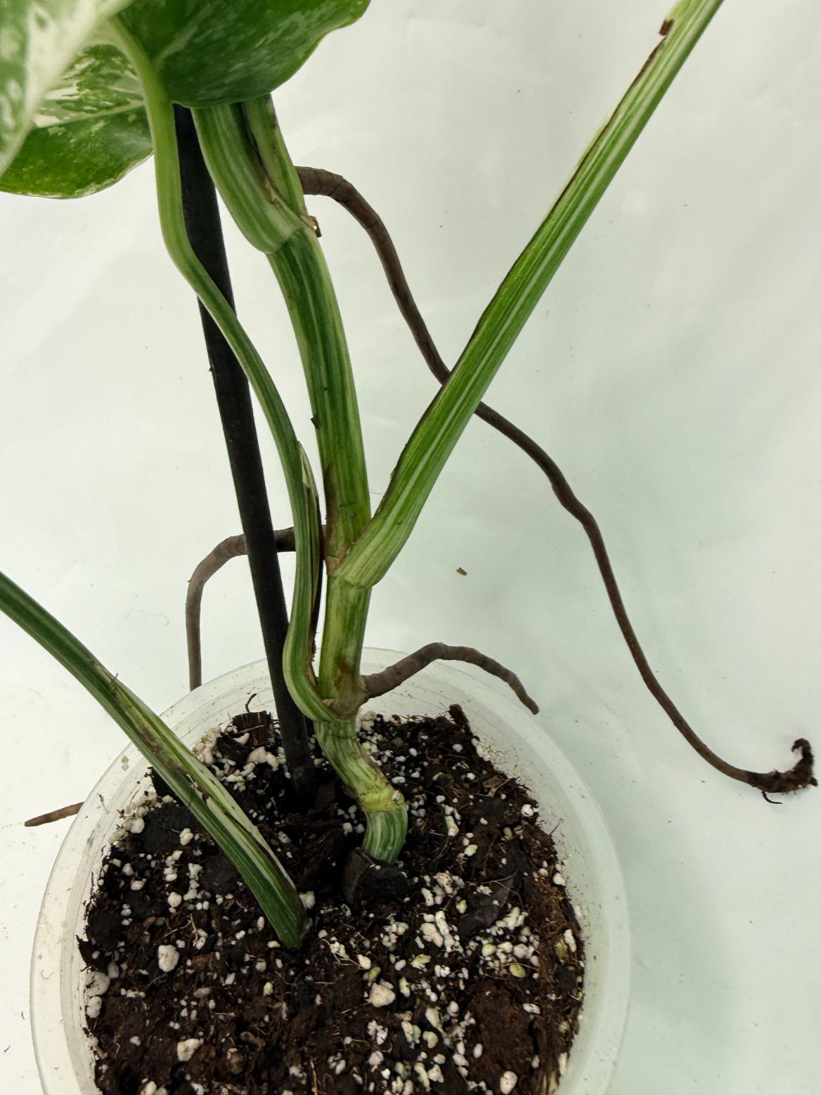 Monstera Deliciosa Albo variegata 