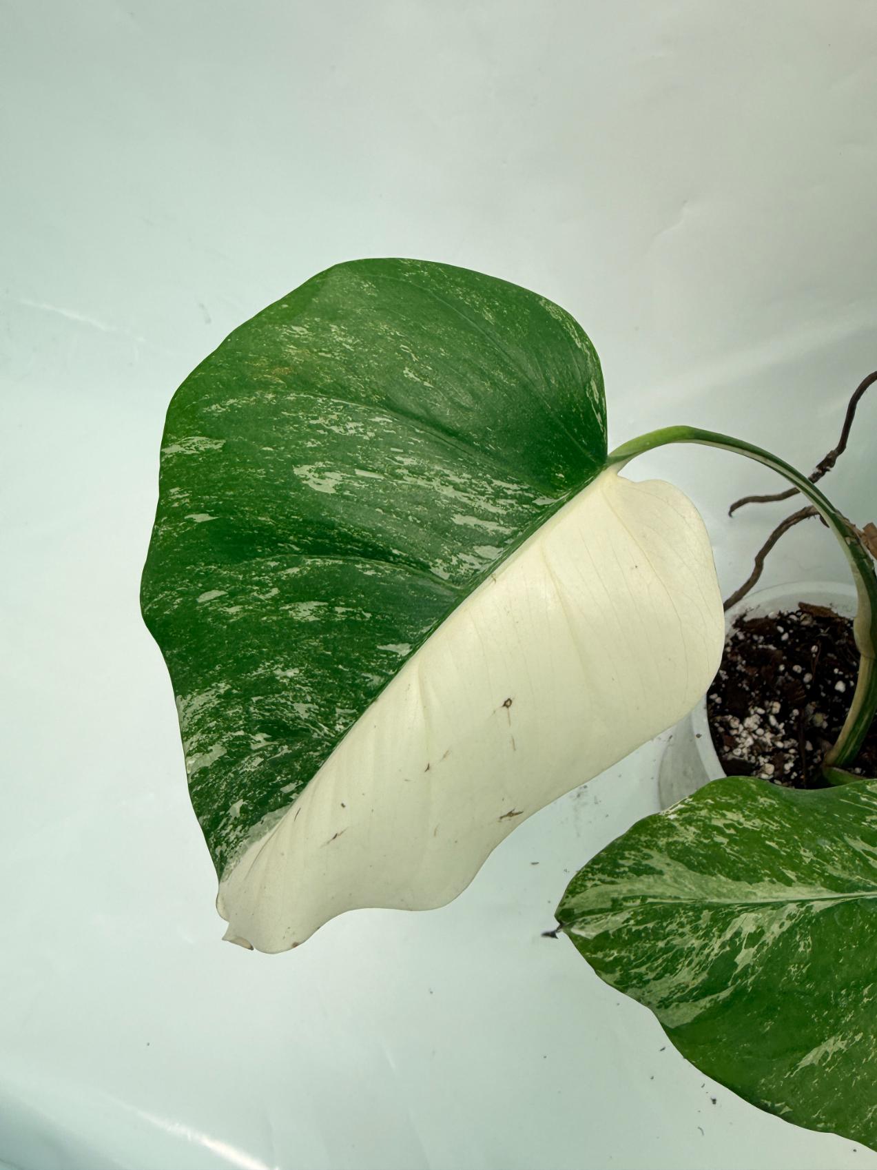 Monstera Deliciosa Albo variegata 