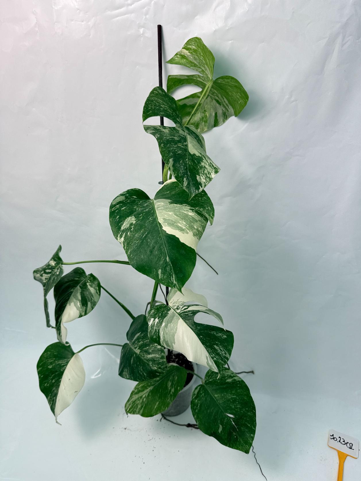 Monstera Deliciosa Albo variegata 