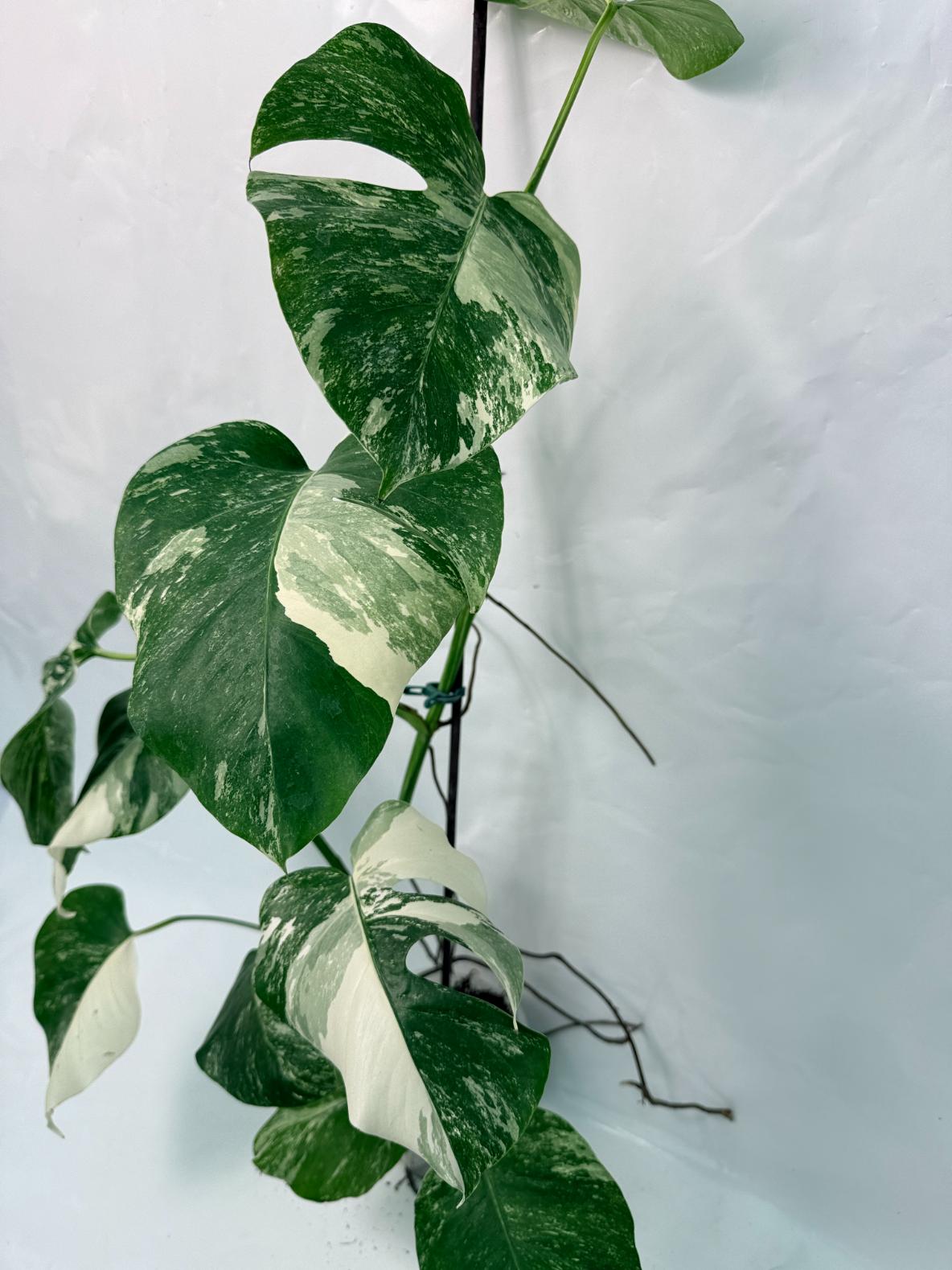 Monstera Deliciosa Albo variegata 