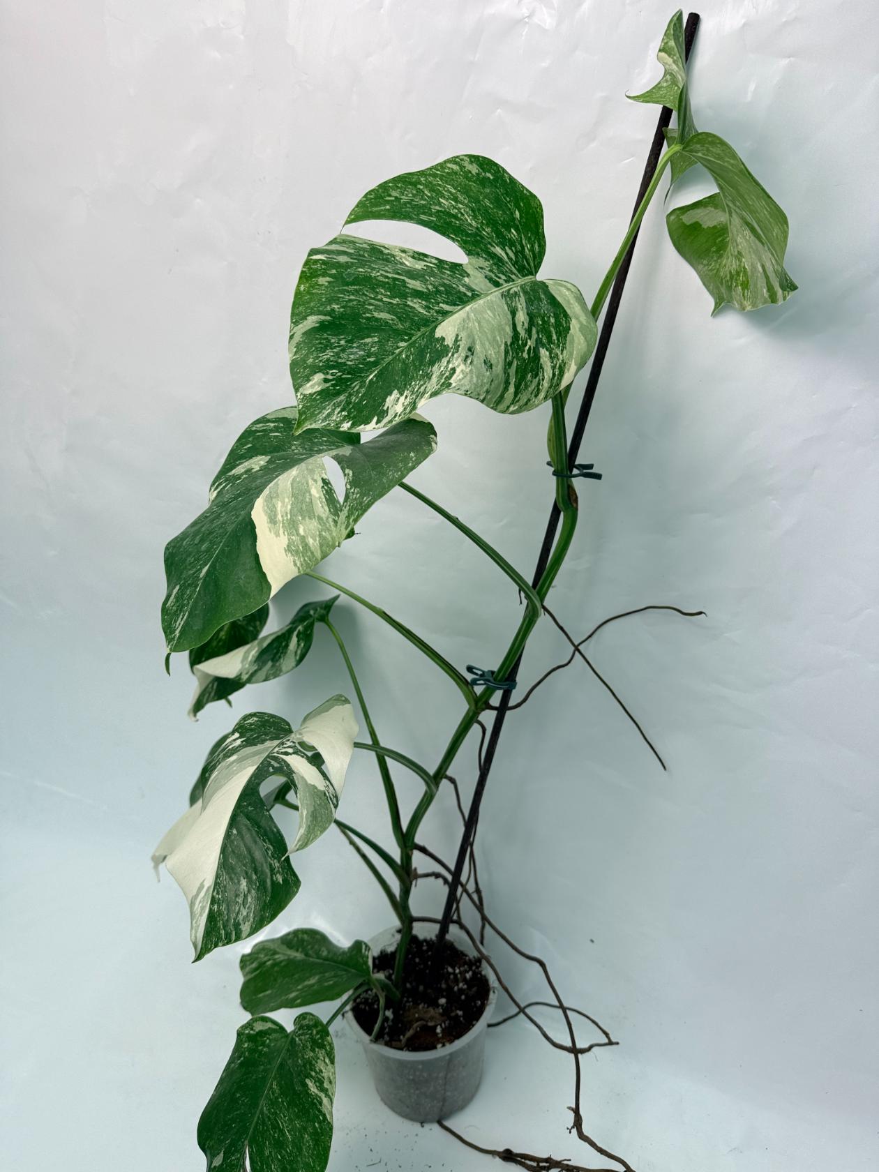Monstera Deliciosa Albo variegata 