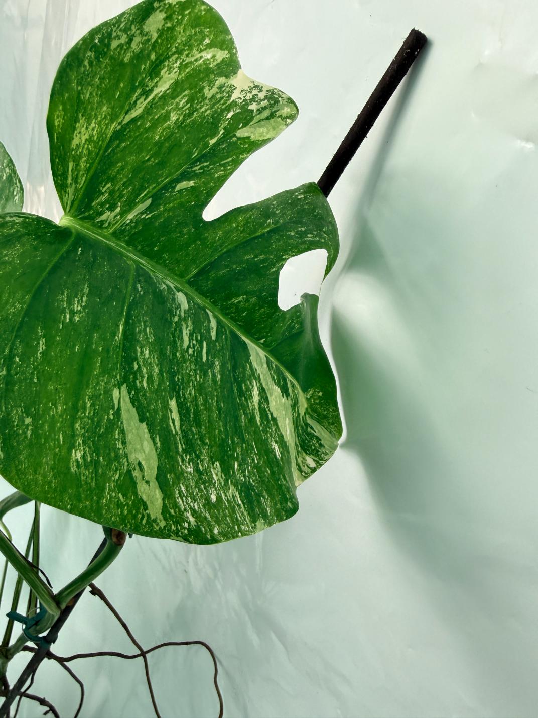 Monstera Deliciosa Albo variegata 