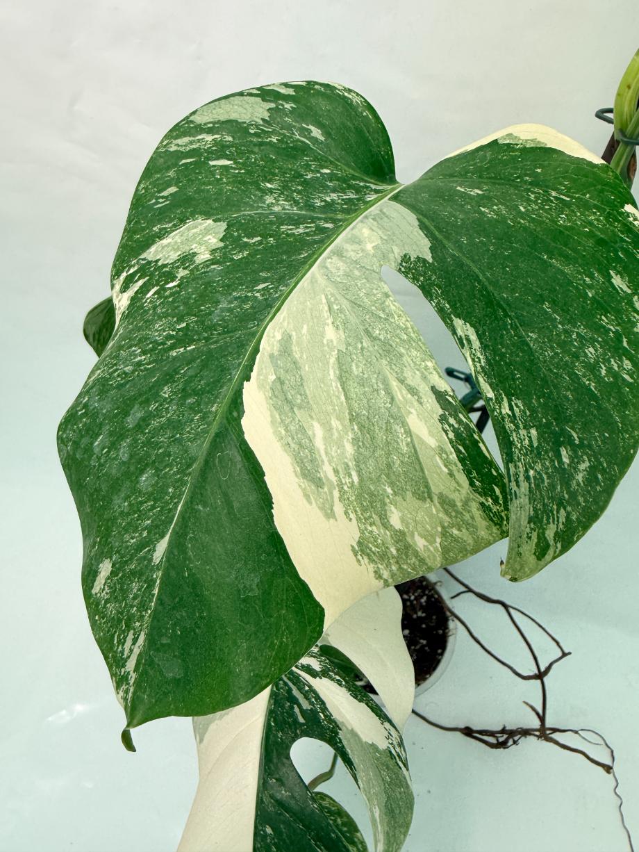 Monstera Deliciosa Albo variegata 