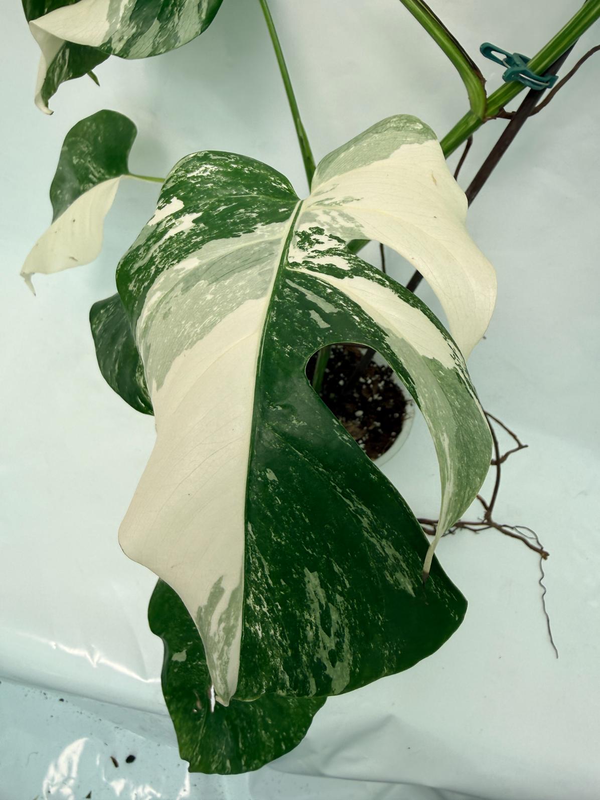 Monstera Deliciosa Albo variegata 