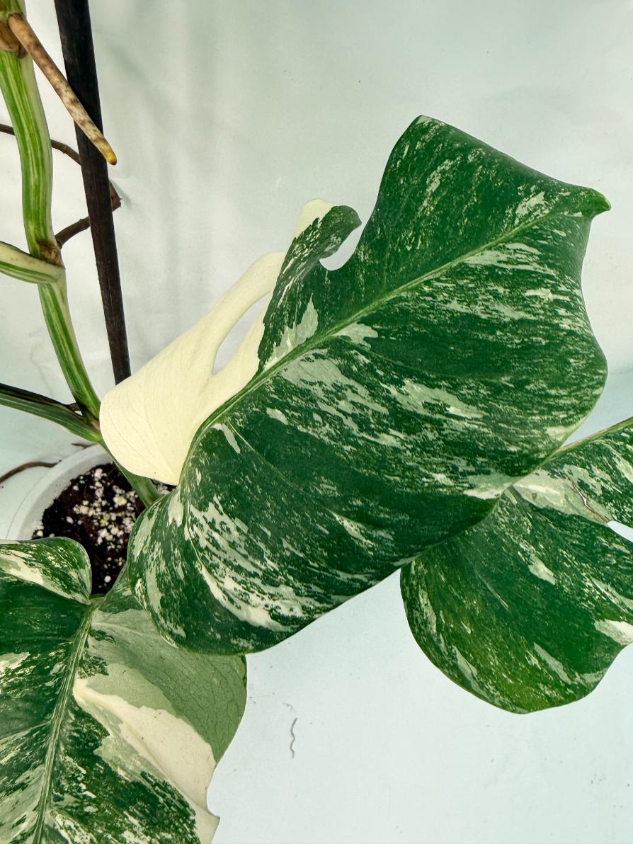 Monstera Deliciosa Albo variegata 