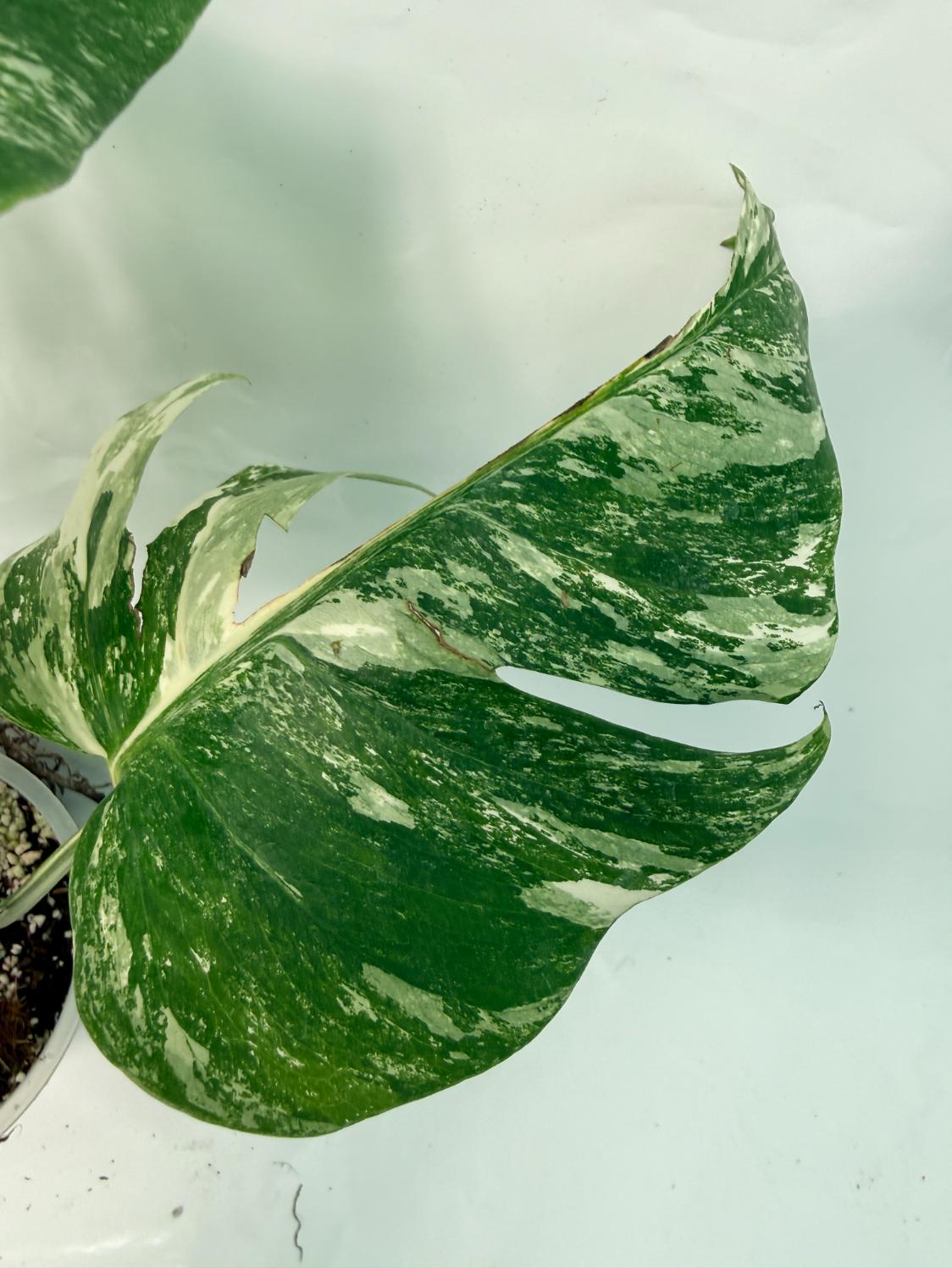 Monstera Deliciosa Albo variegata 