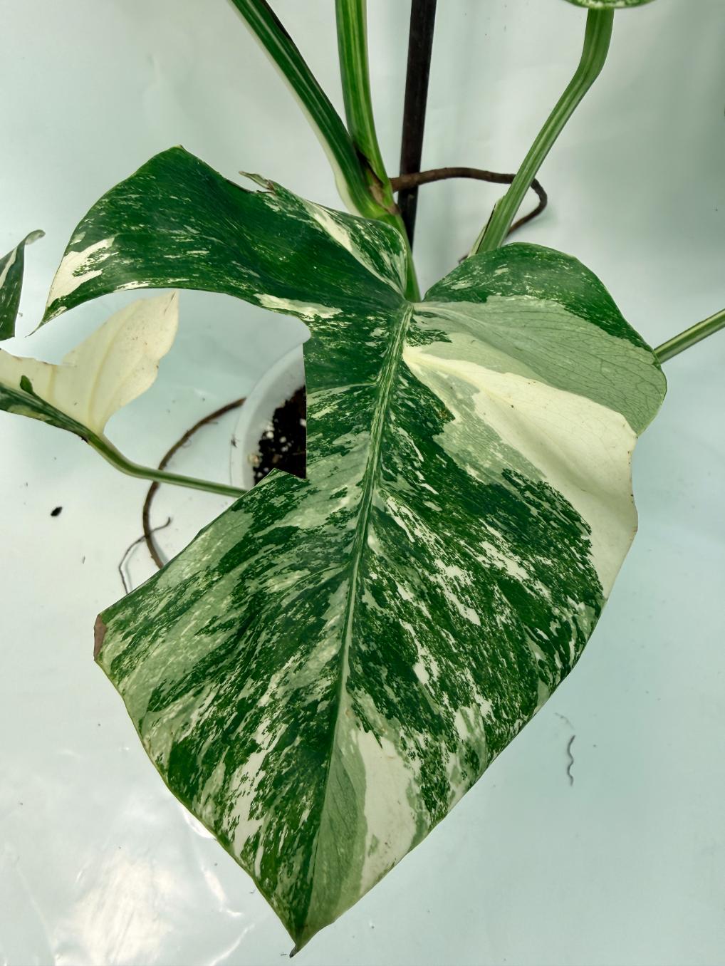 Monstera Deliciosa Albo variegata 