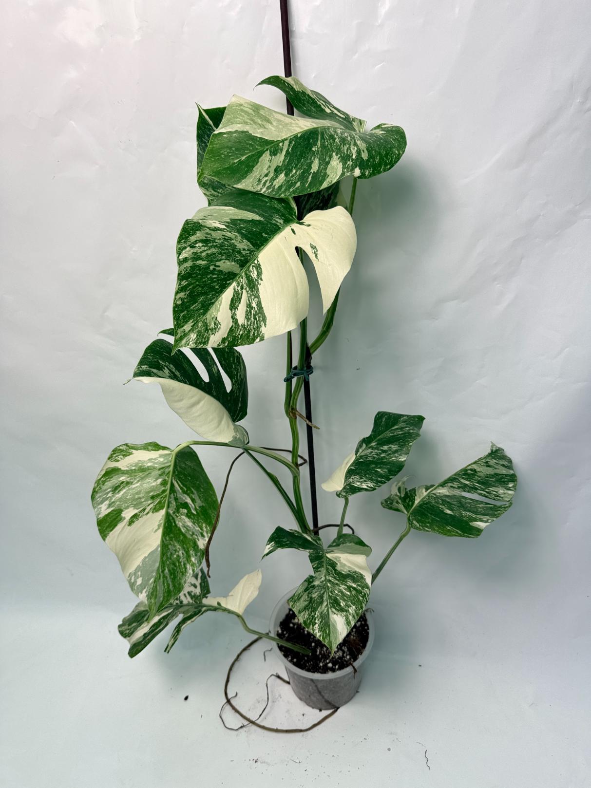 Monstera Deliciosa Albo variegata 