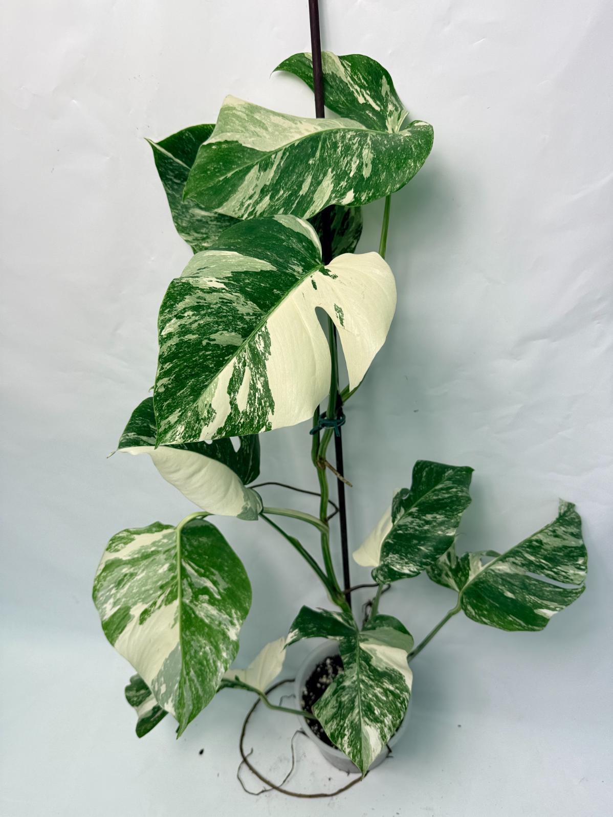 Monstera Deliciosa Albo variegata 