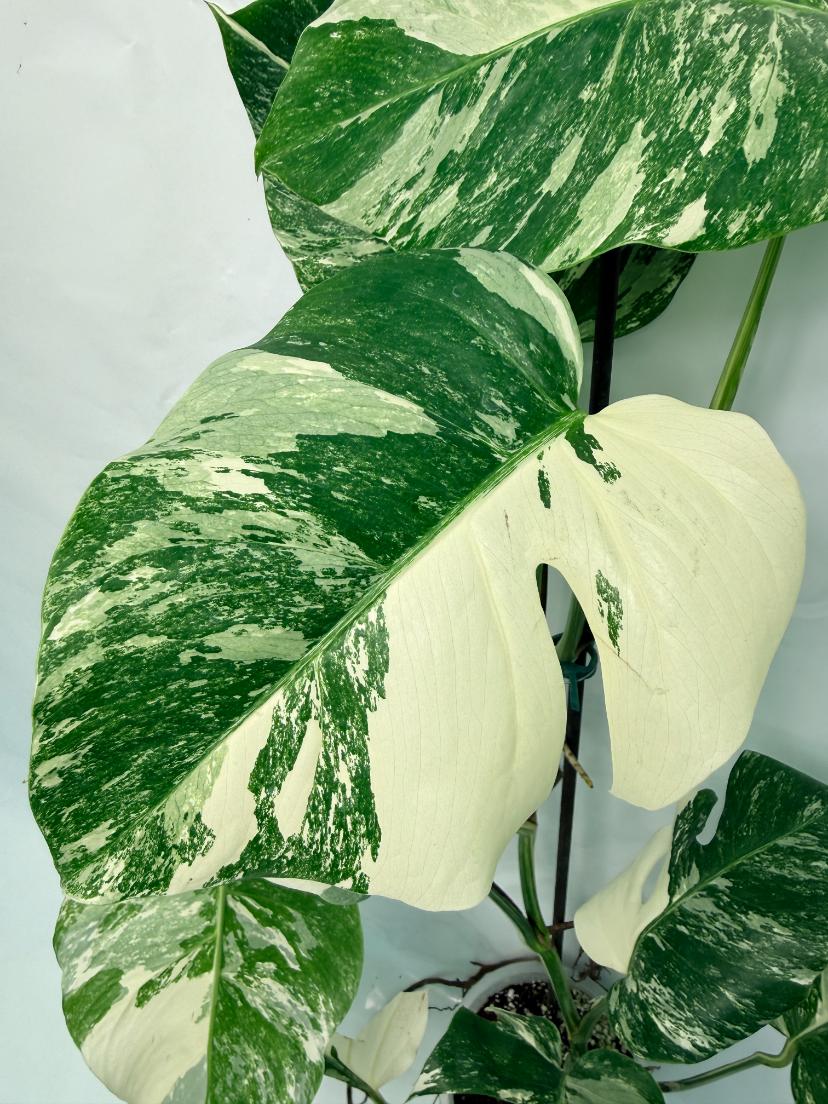 Monstera Deliciosa Albo variegata 