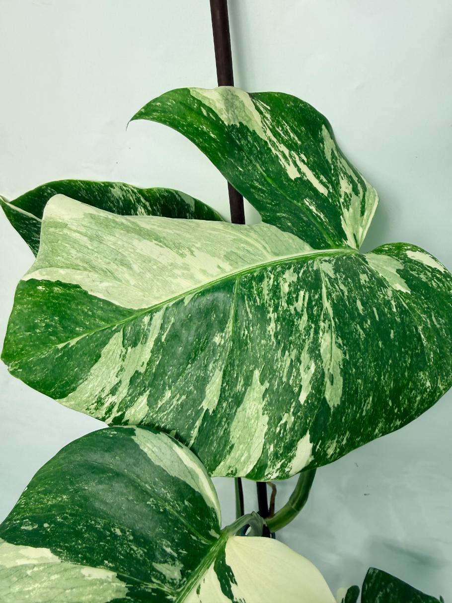 Monstera Deliciosa Albo variegata 