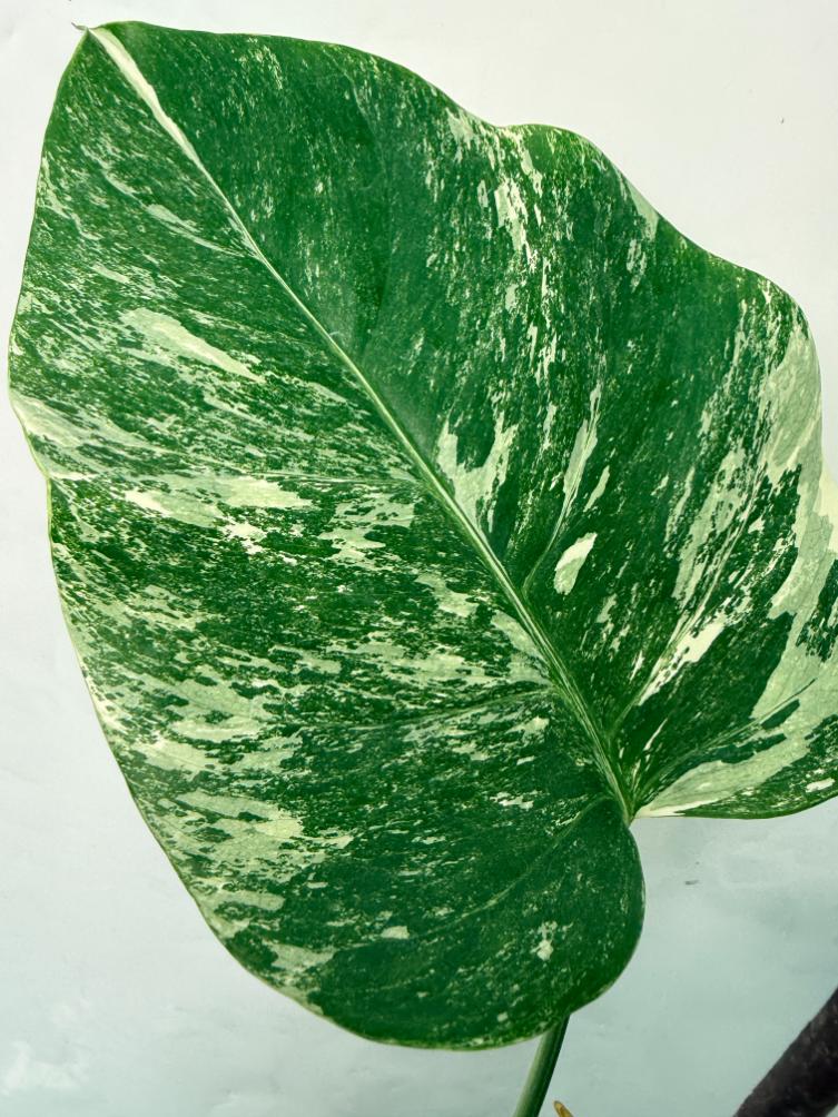 Monstera Deliciosa Albo variegata 