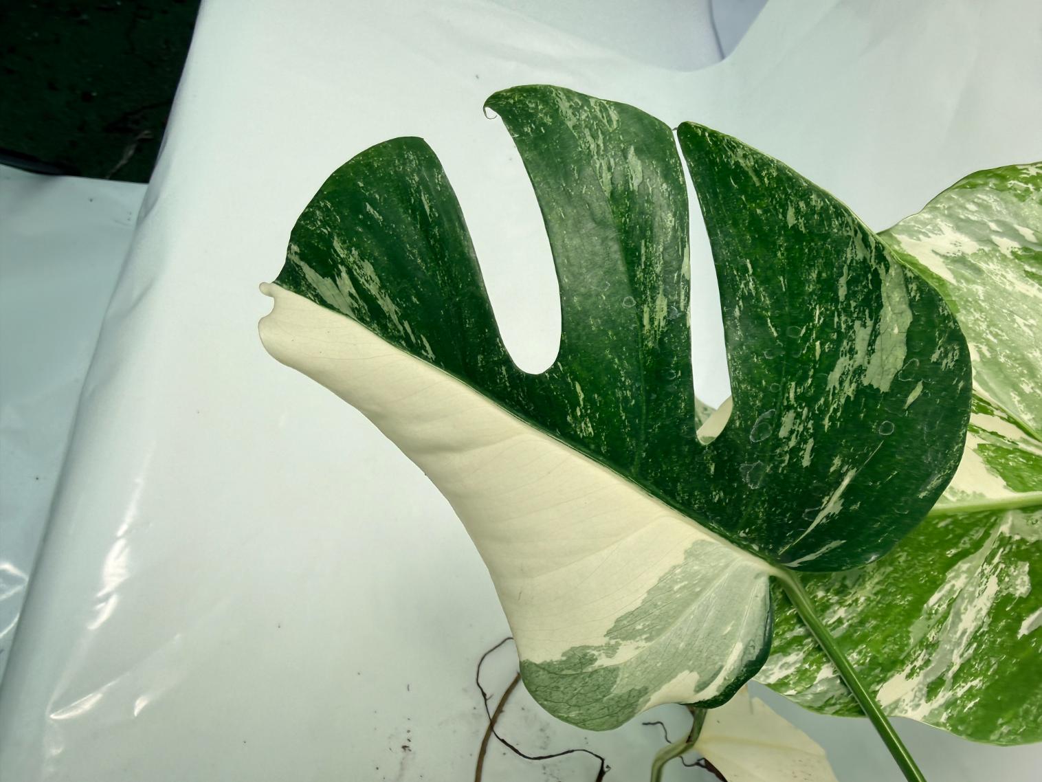 Monstera Deliciosa Albo variegata 