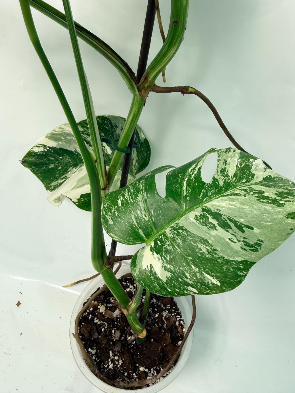 Monstera Deliciosa Albo variegata 