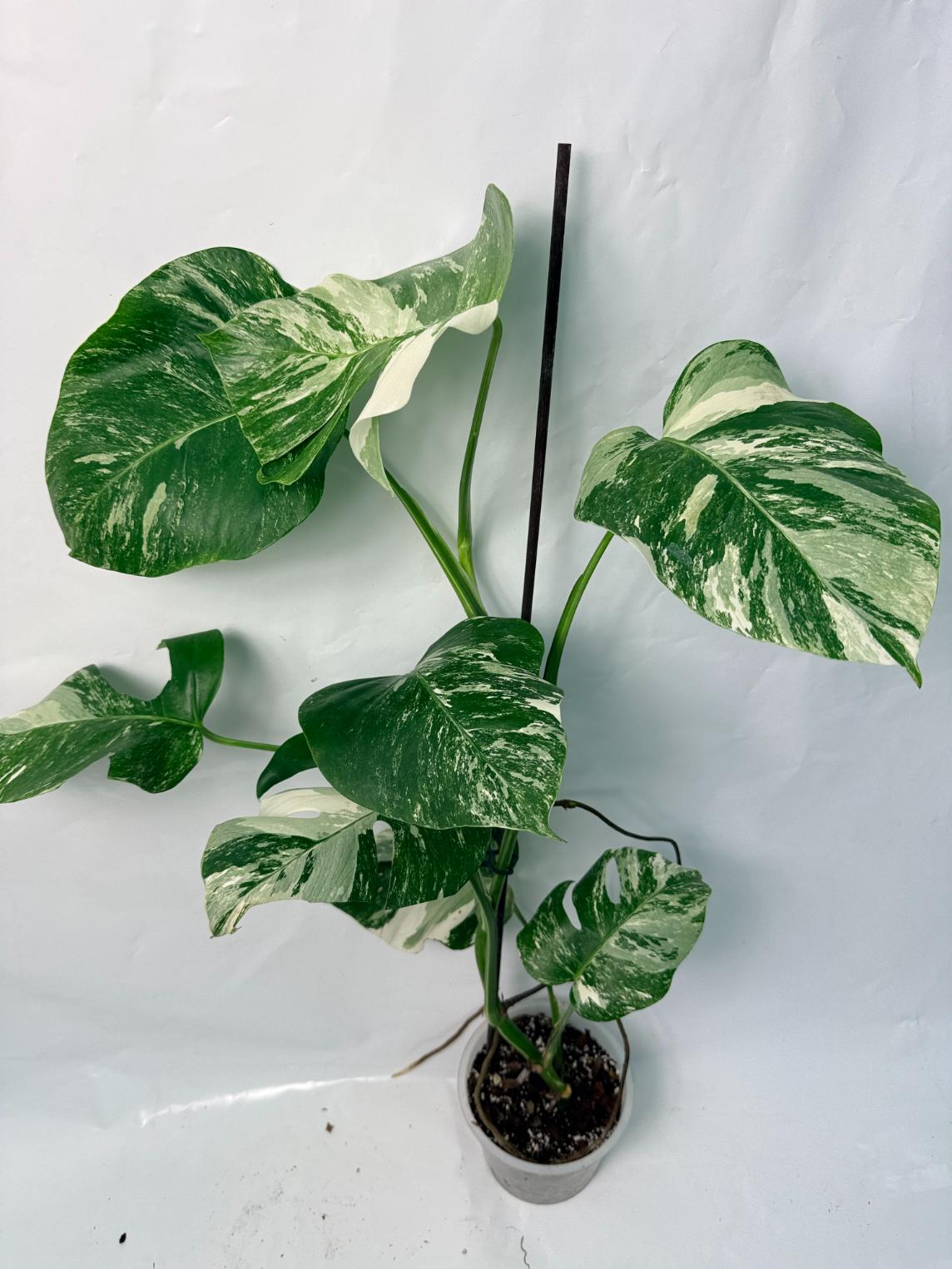 Monstera Deliciosa Albo variegata 