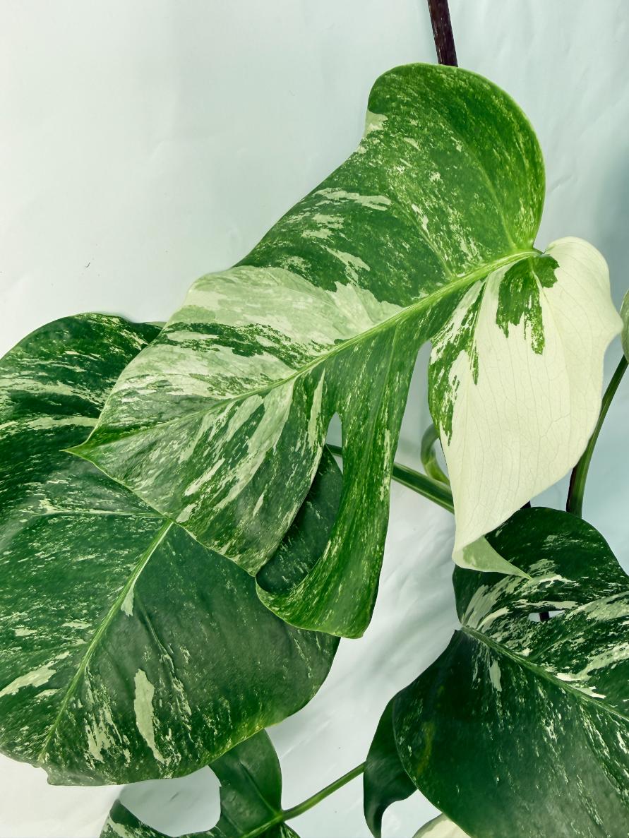 Monstera Deliciosa Albo variegata 