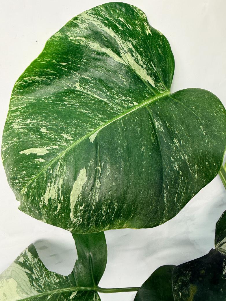 Monstera Deliciosa Albo variegata 