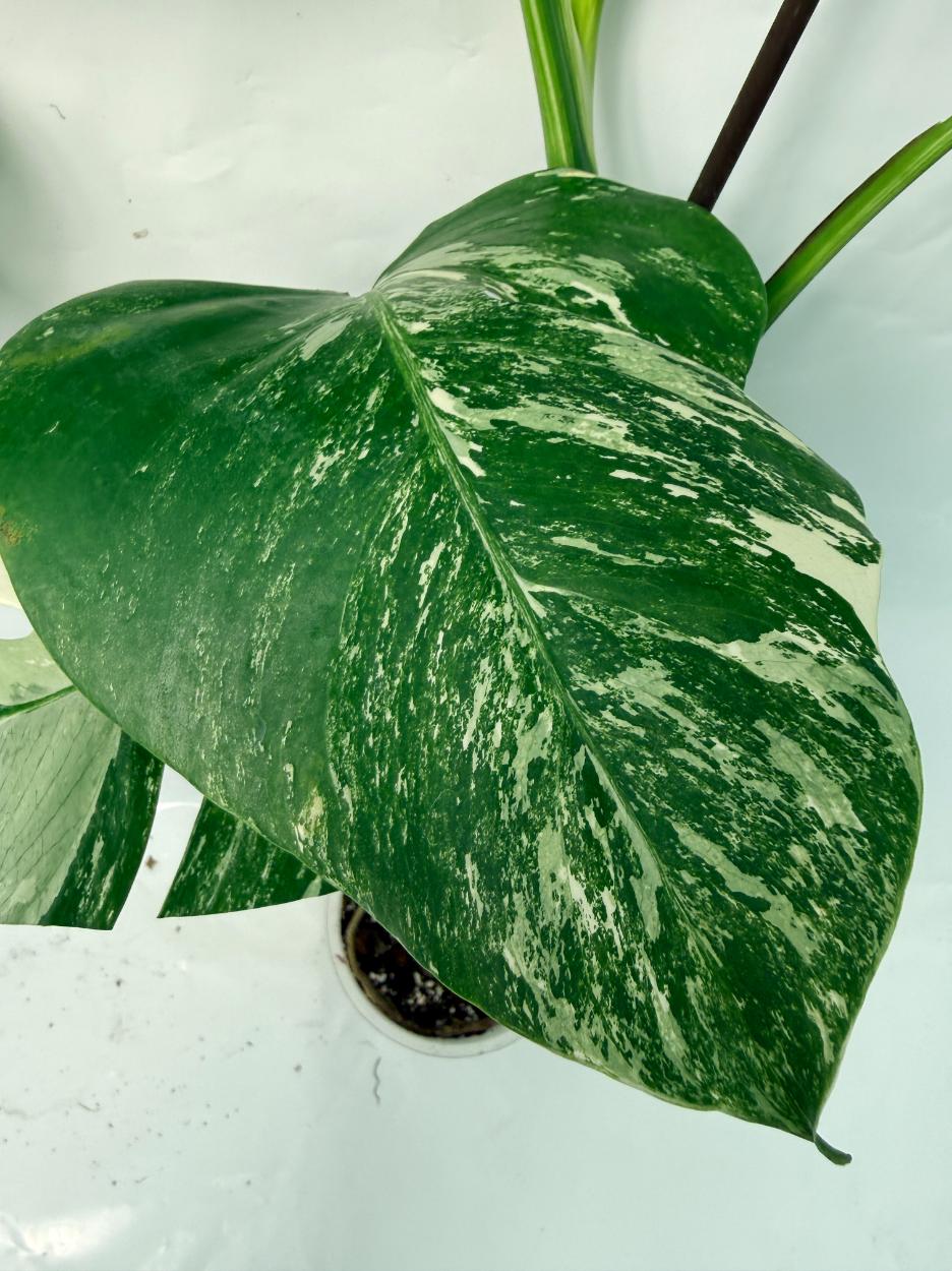 Monstera Deliciosa Albo variegata 