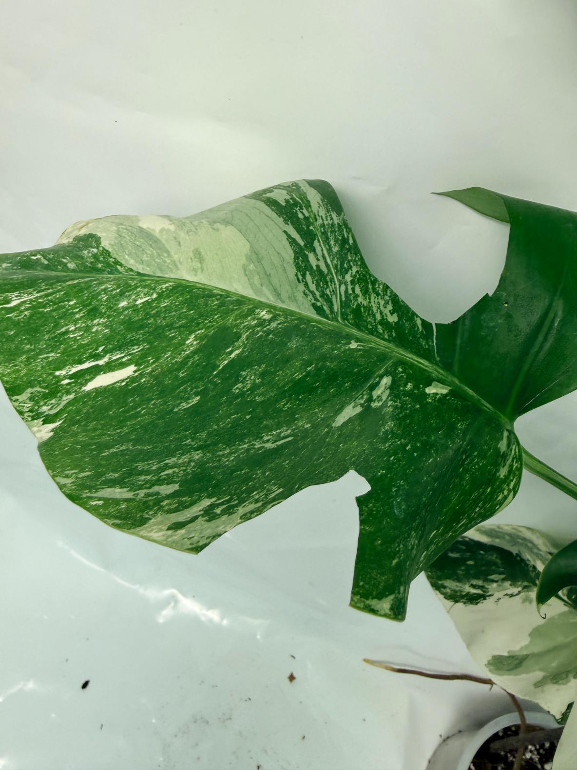 Monstera Deliciosa Albo variegata 