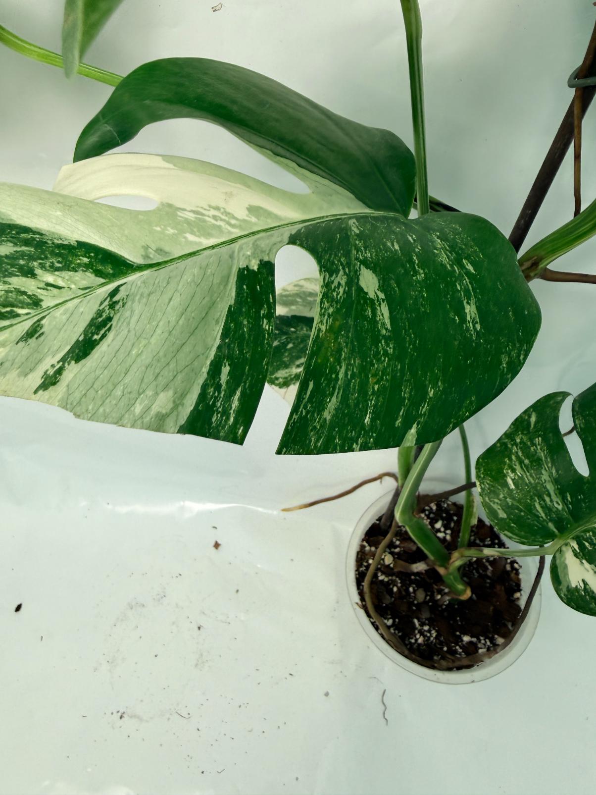 Monstera Deliciosa Albo variegata 